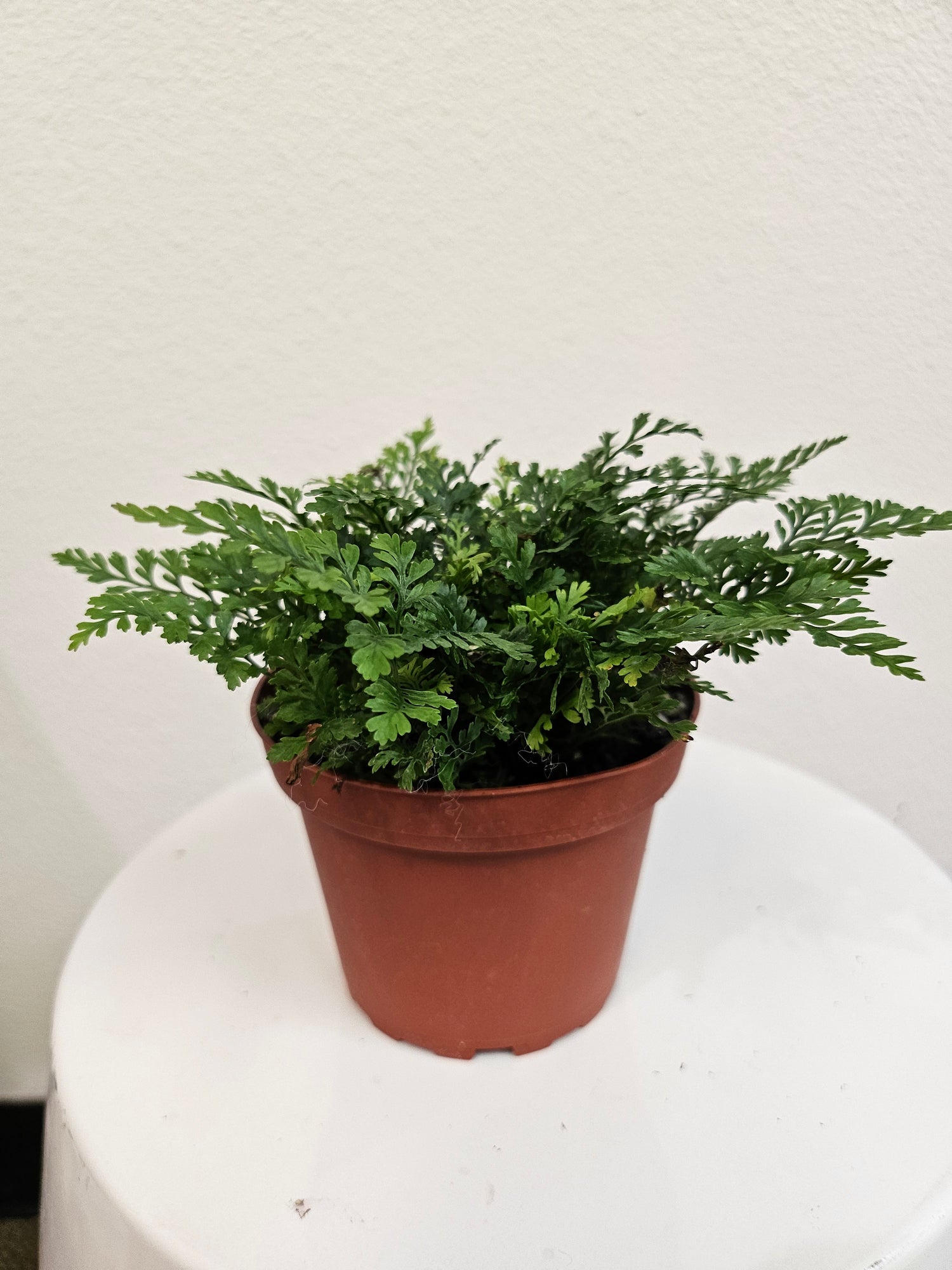 Rabbit’s Foot Fern (Davallia fejeensis) 4&quot; Plant