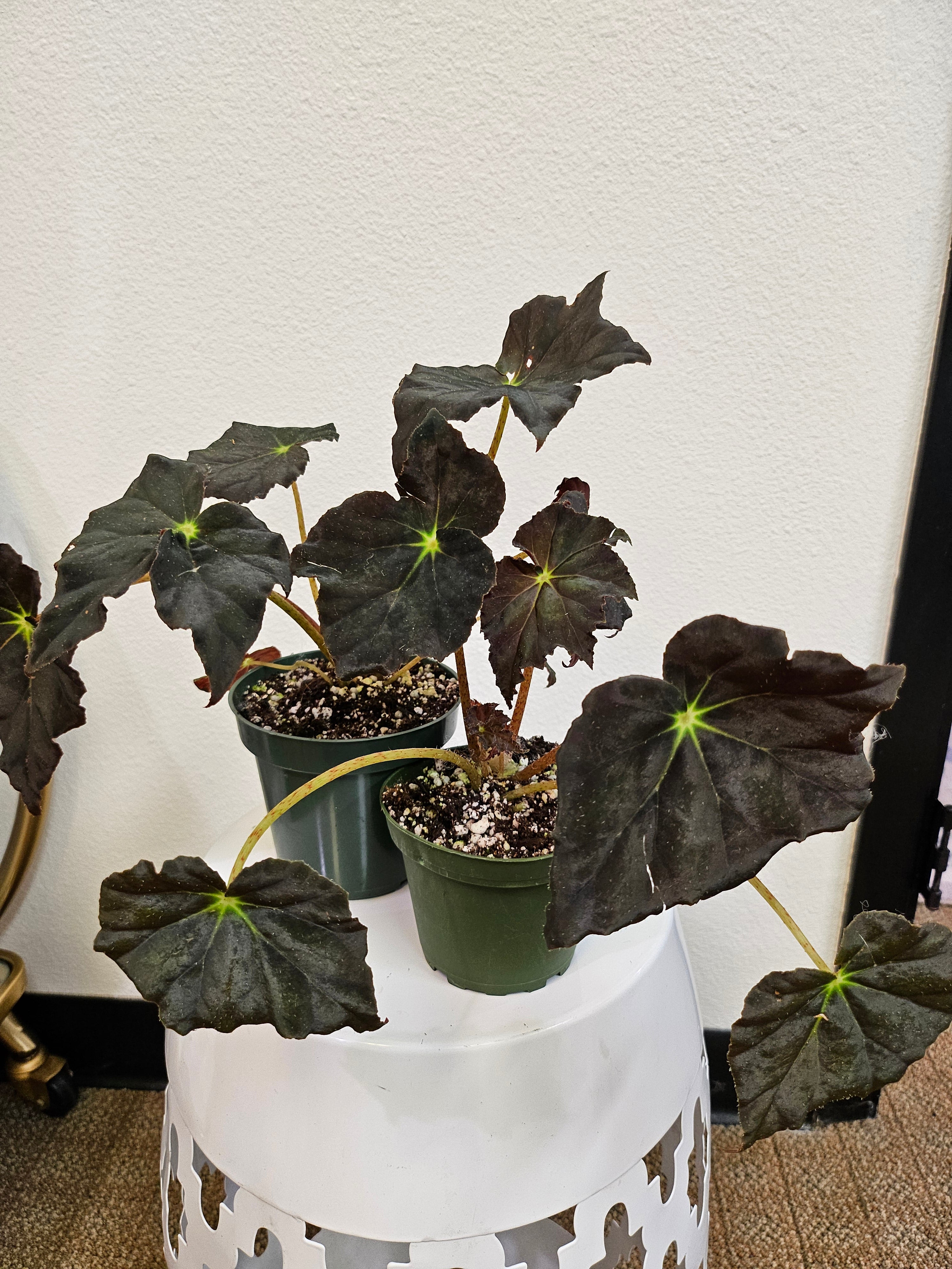 Begonia ‘Joe Hayden’ Rare 4&quot; Plant (Saxifraga stolonifera)