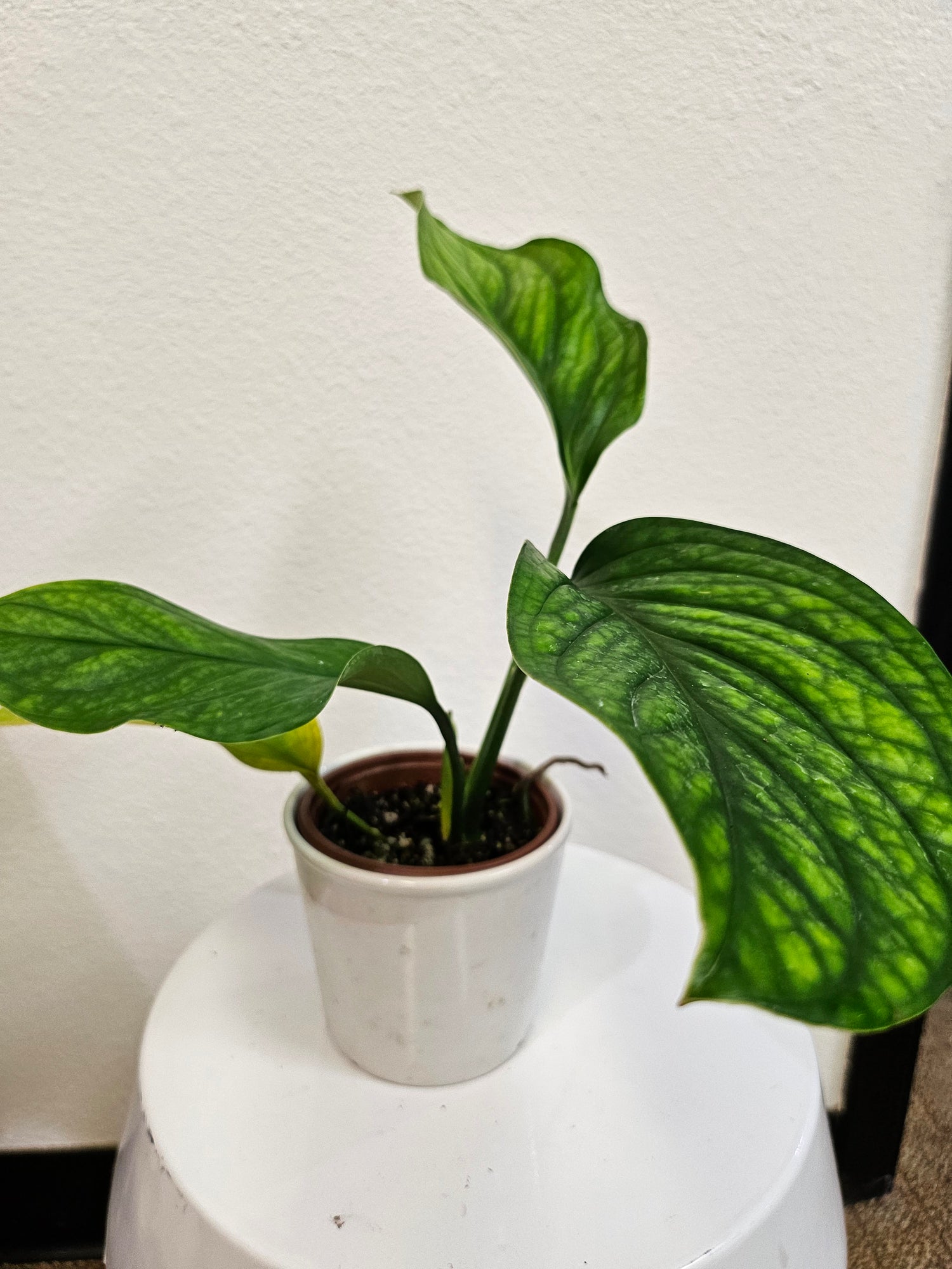 Monstera pinnatipartita 4&quot; Rare Plant