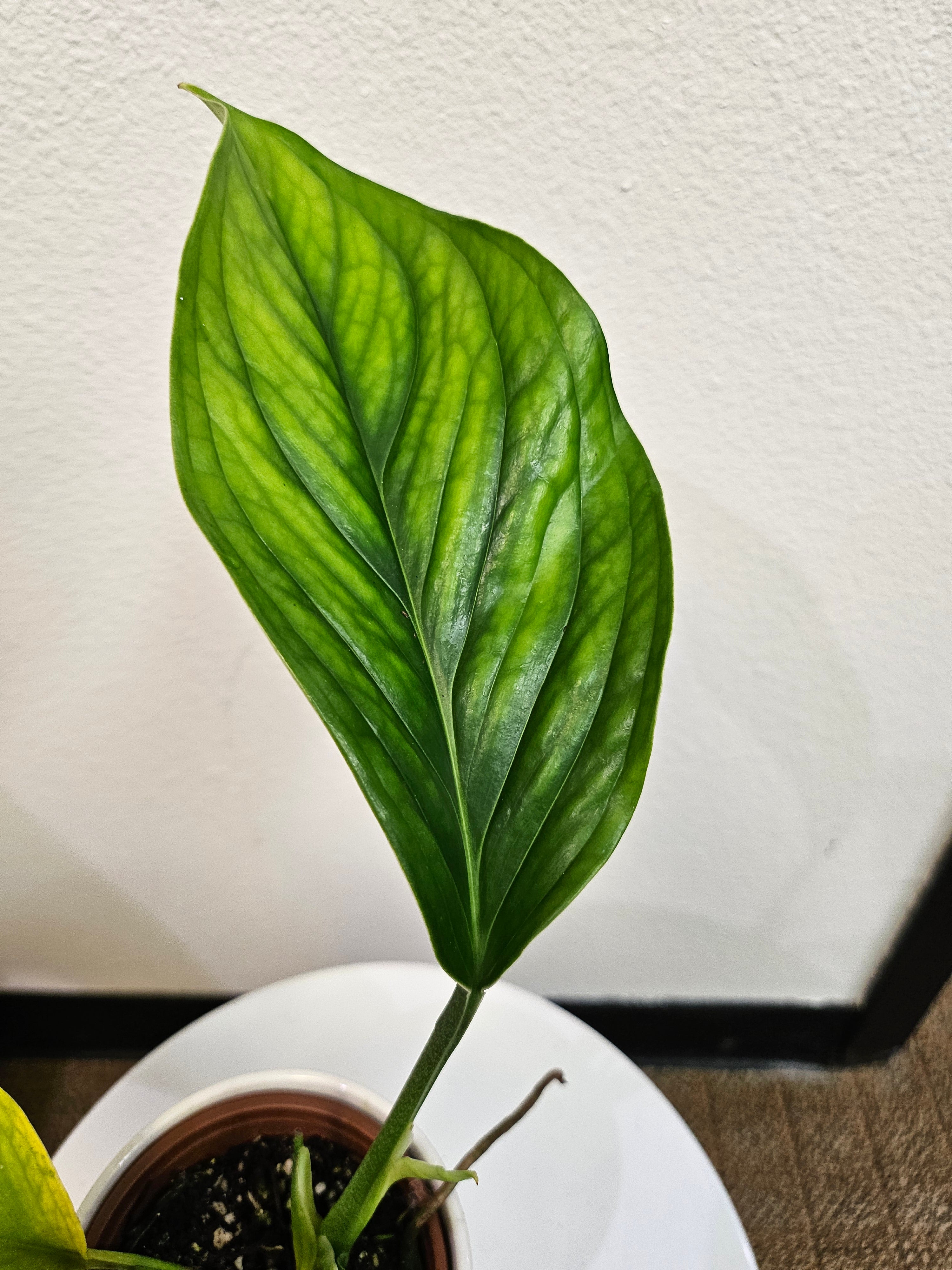 Monstera pinnatipartita 4&quot; Rare Plant