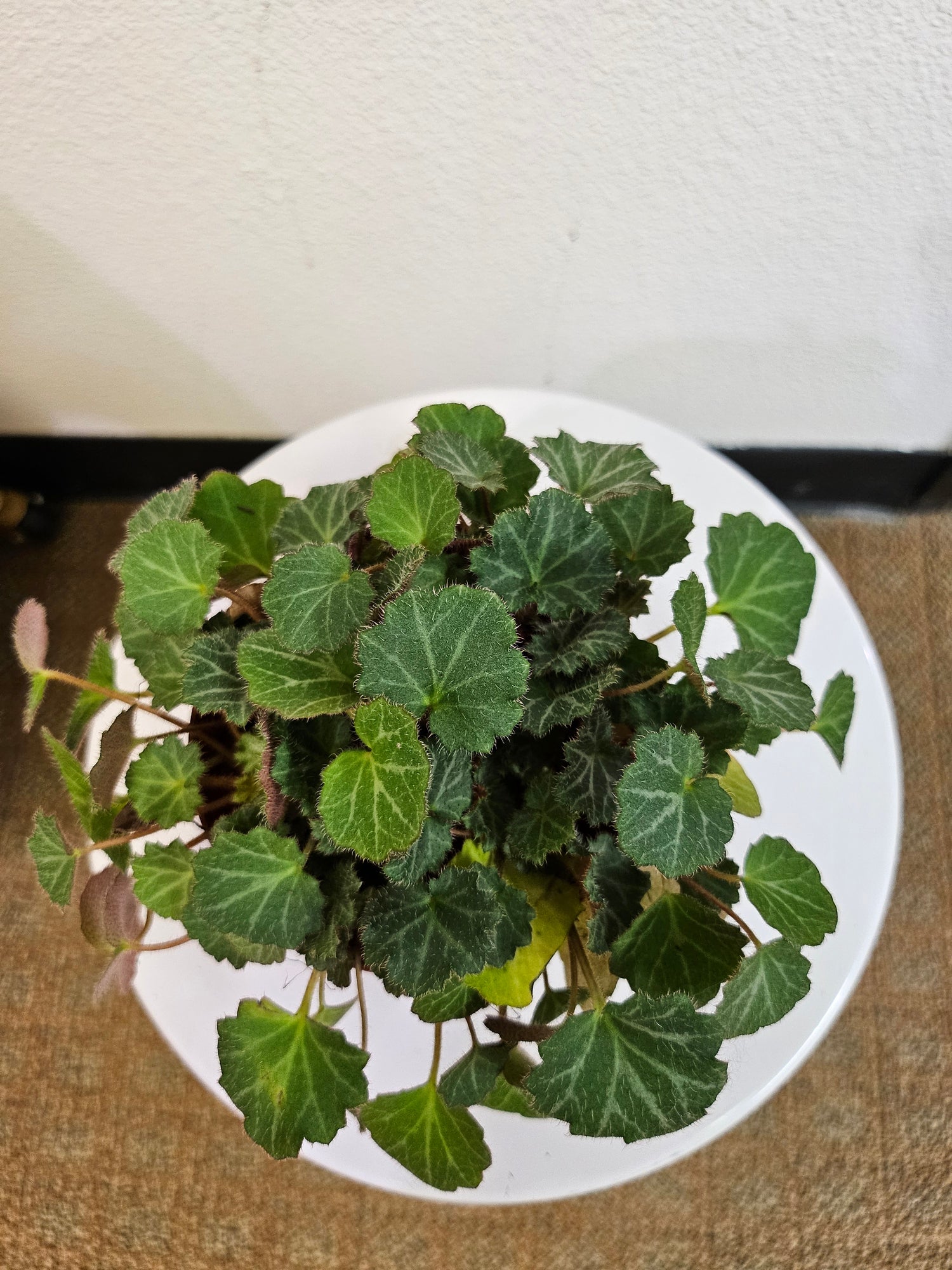 Strawberry Begonia 4&quot; Plant (Saxifraga stolonifera)