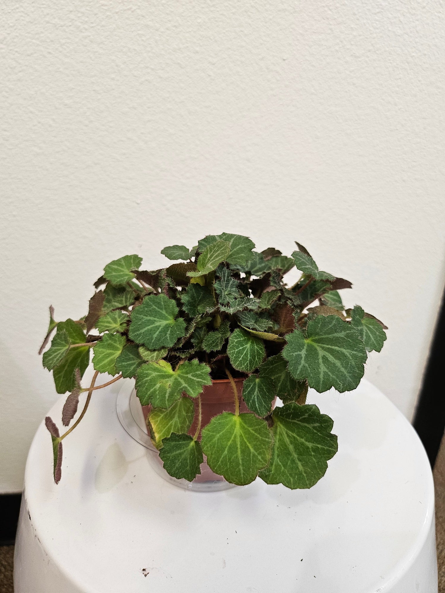 Strawberry Begonia 4&quot; Plant (Saxifraga stolonifera)