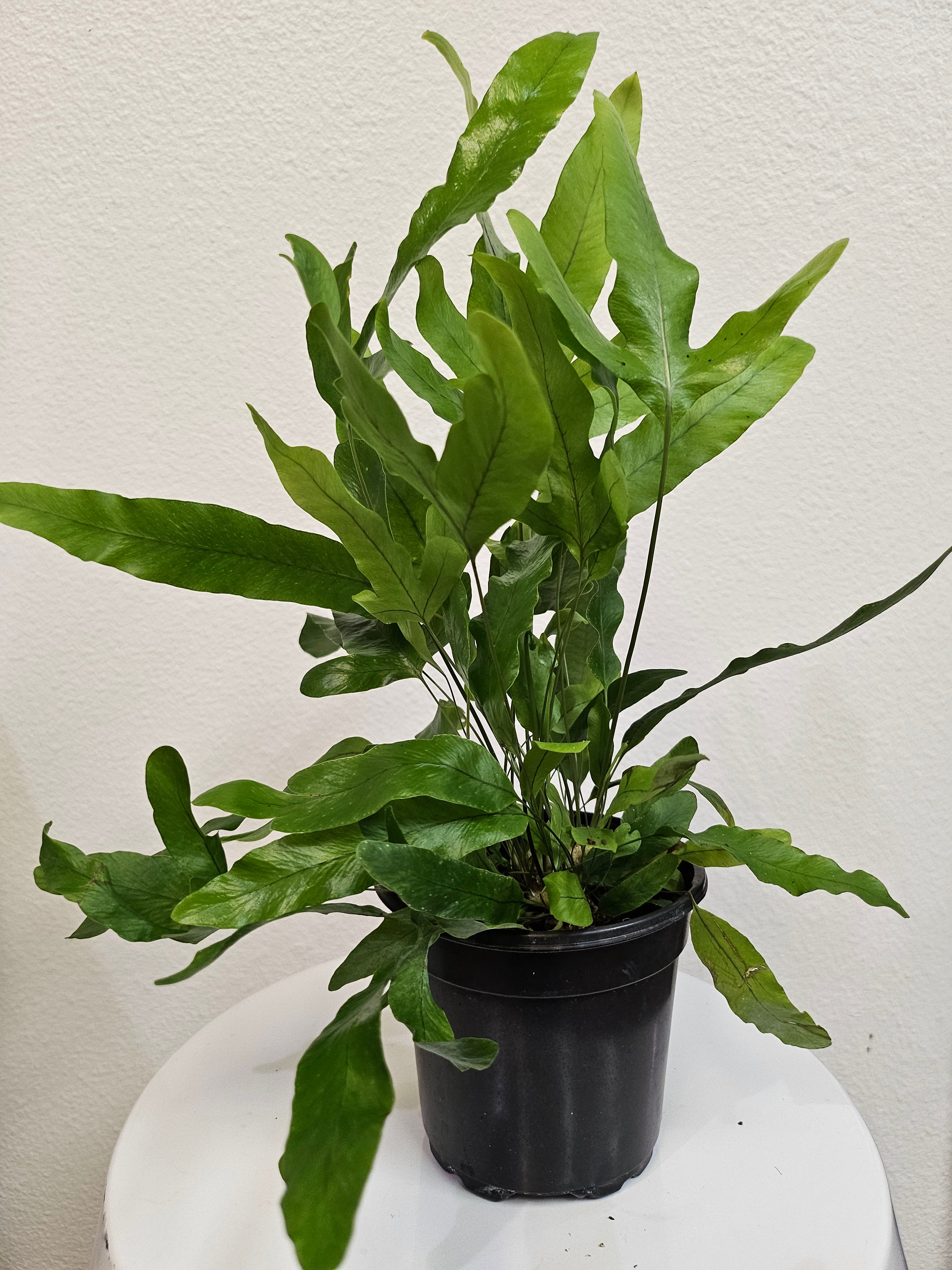 Blue Star Fern (Phlebodium aureum) 4&quot; Plant