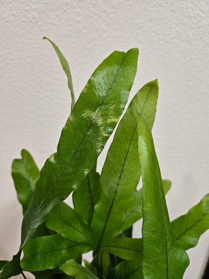 Blue Star Fern (Phlebodium aureum) 4&quot; Plant