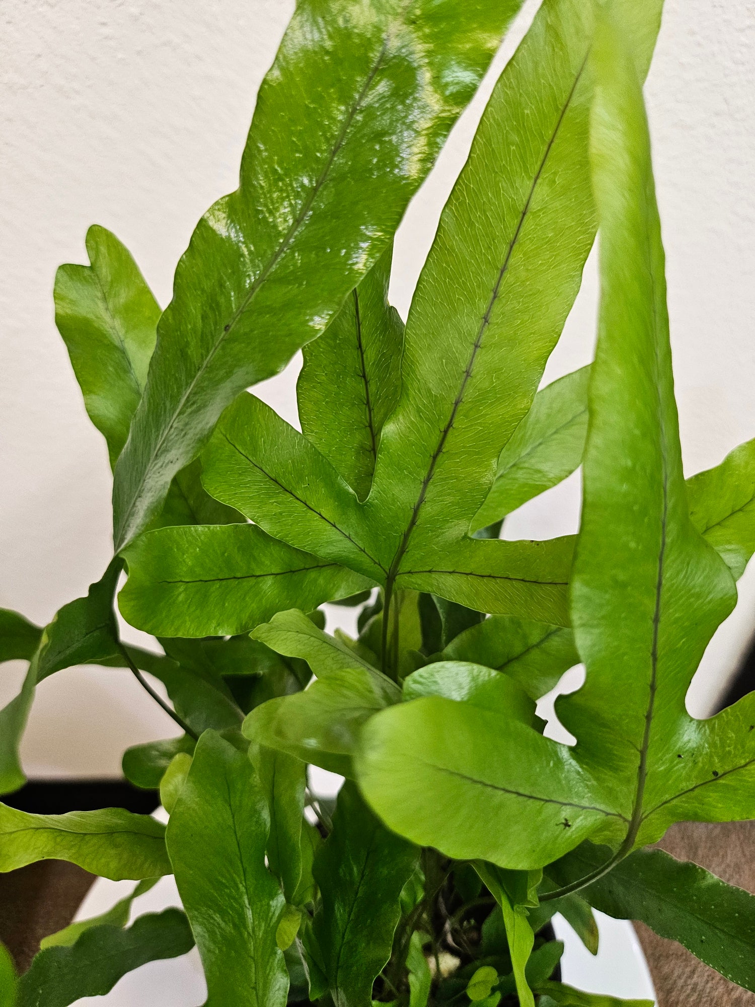 Blue Star Fern (Phlebodium aureum) 4&quot; Plant