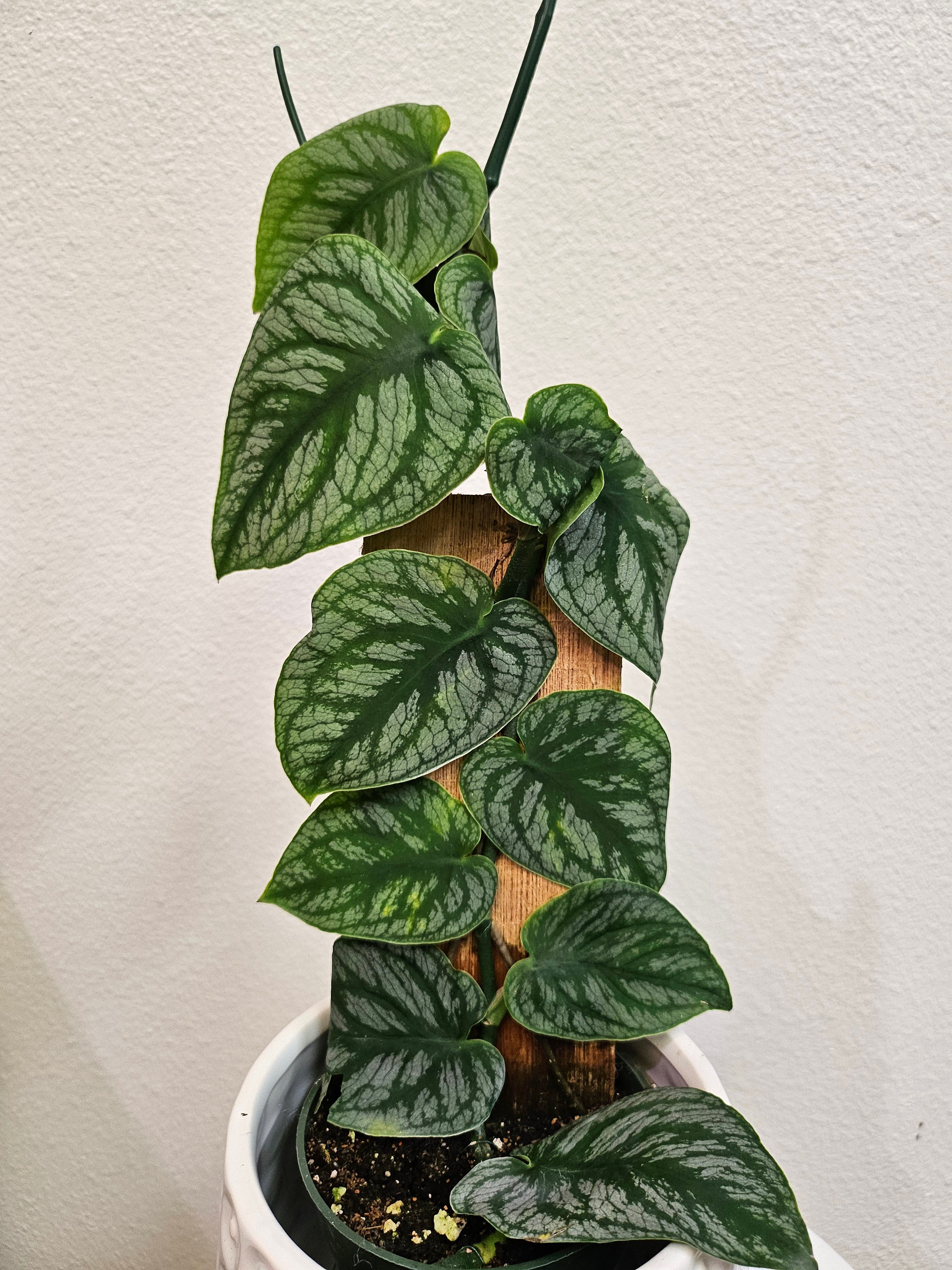 Monstera Dubai 4&quot; Rare Plant