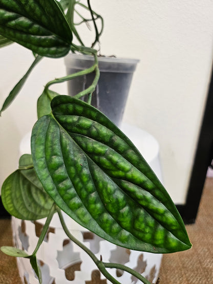 Monstera Peru 4&quot; Rare Plant