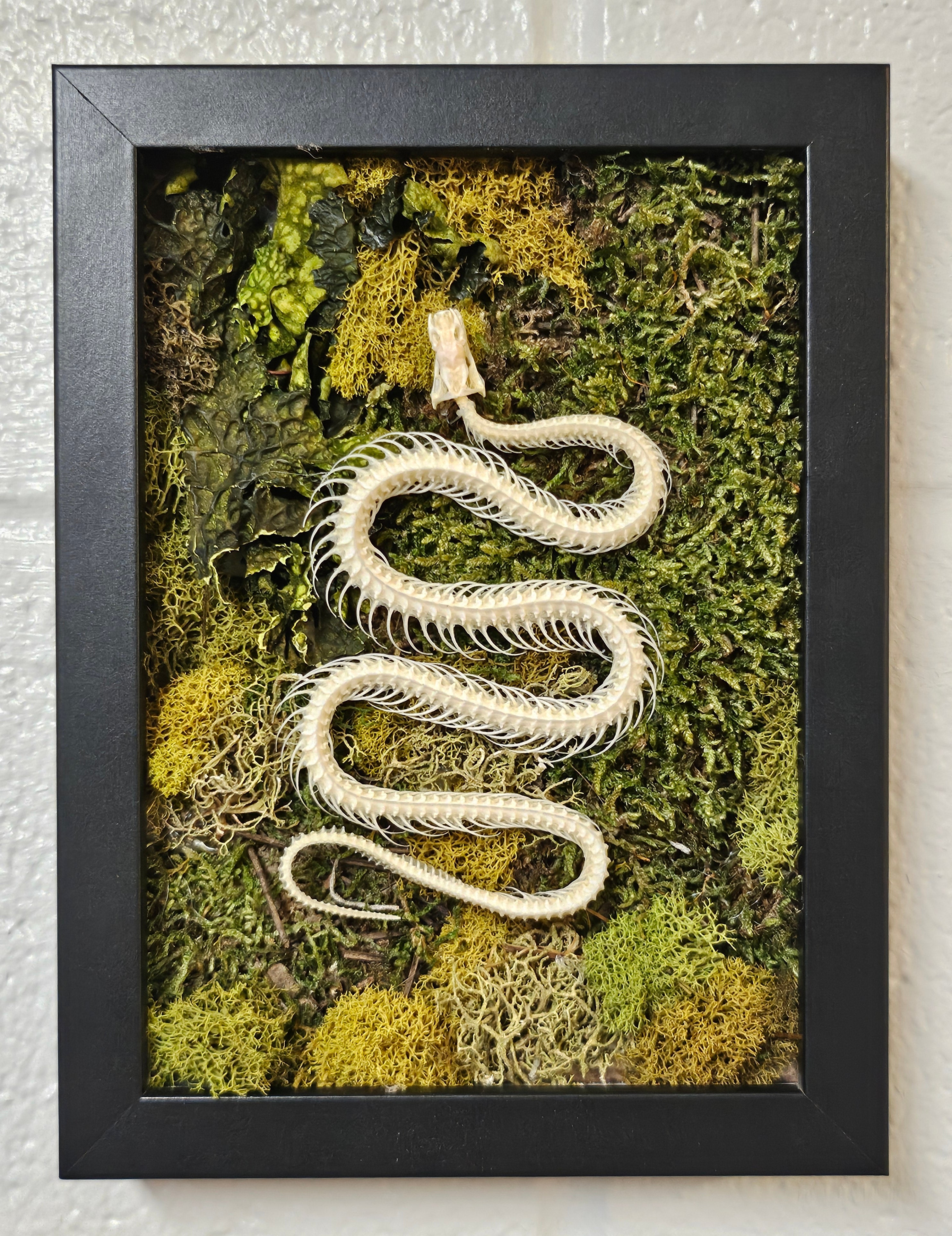 Reclamation: Framed Snake Skeleton Mixed-Media Moss Art