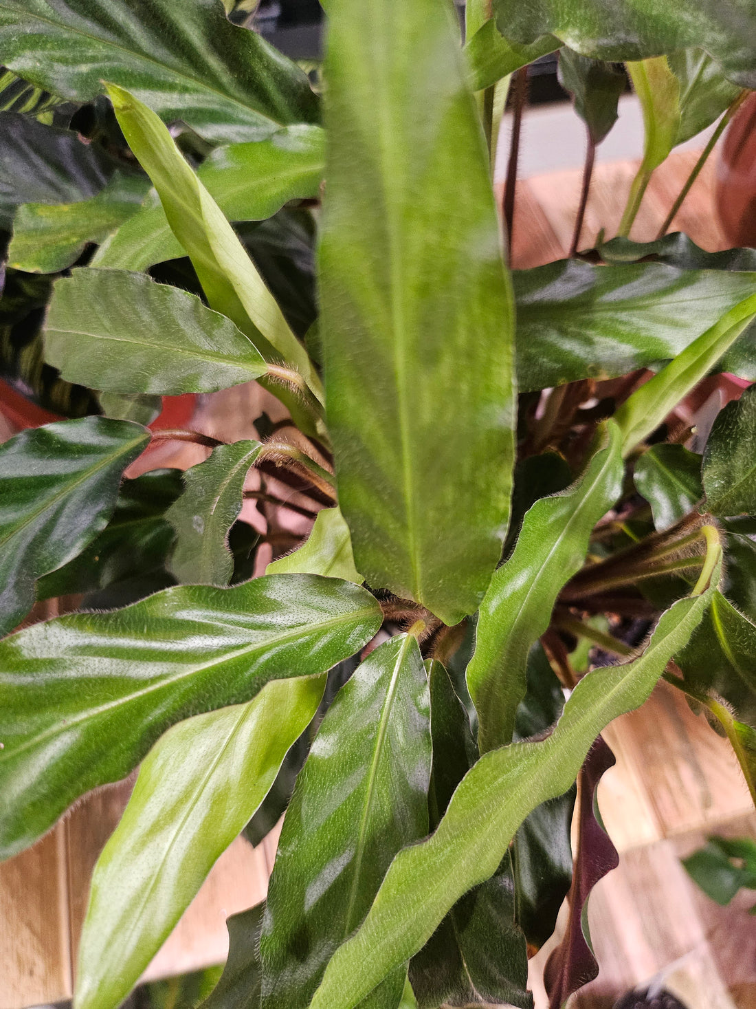 Furry Feather Calathea 5&quot; Plant (Calathea rufibarba)