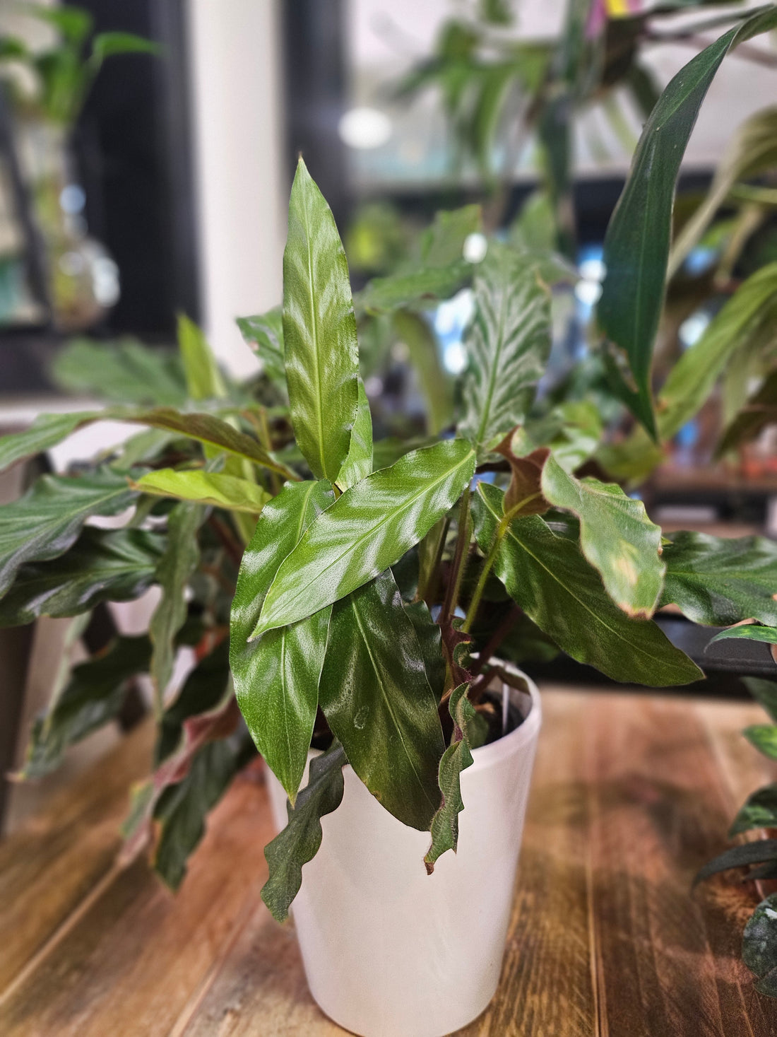 Furry Feather Calathea 5&quot; Plant (Calathea rufibarba)