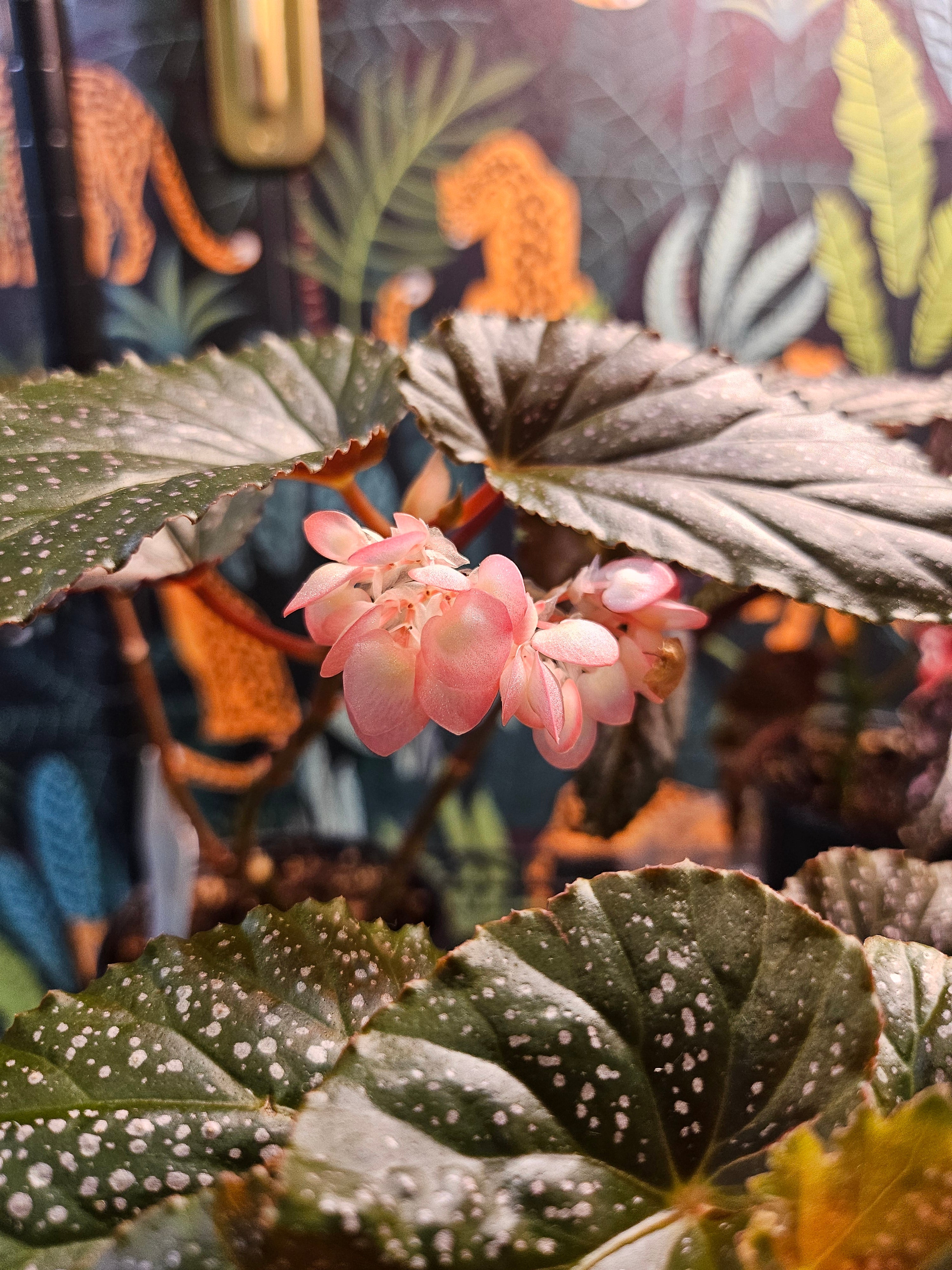 Begonia Maculata Pink Polka Dot Begonia 4&quot; Plant