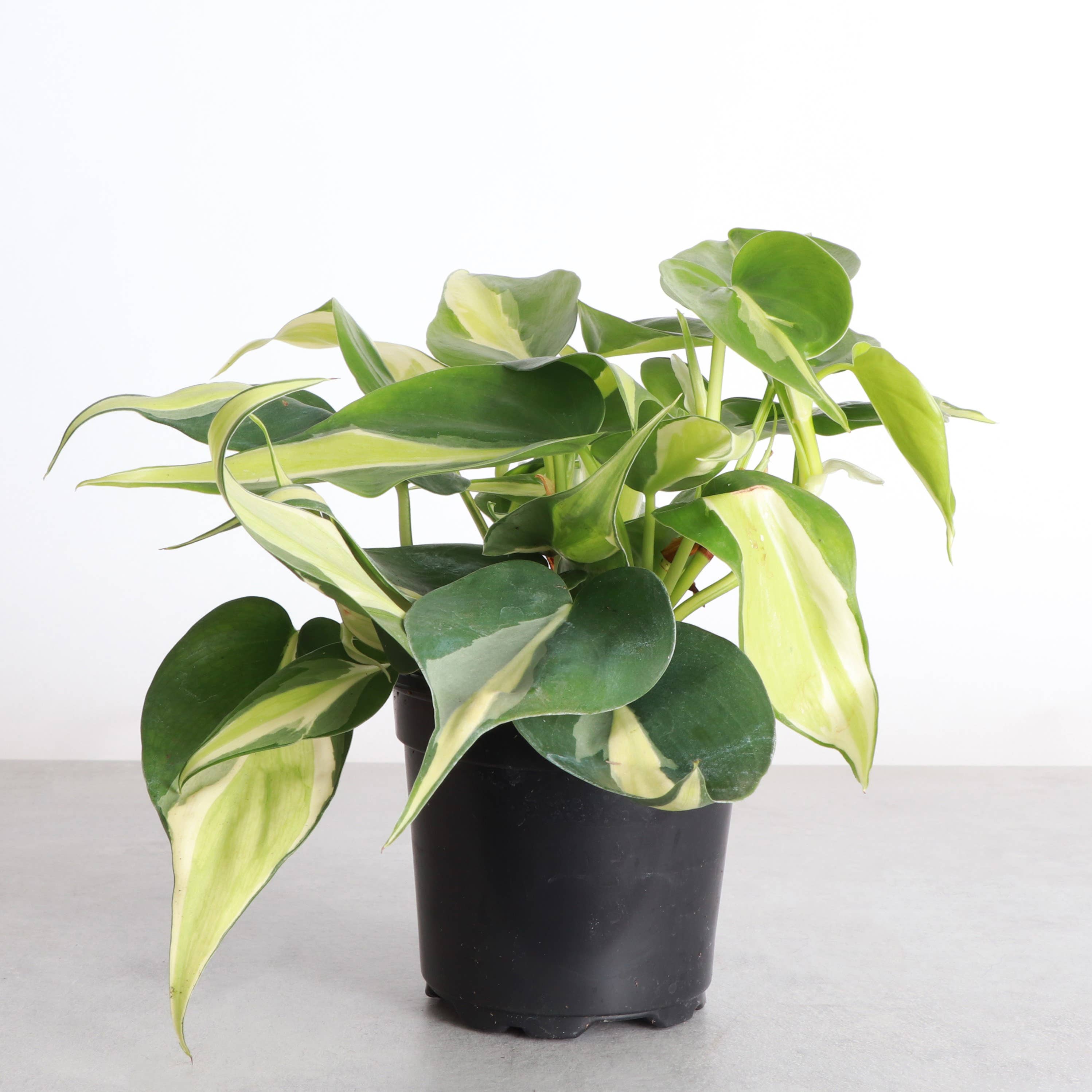 Silver Stripe Philodendron 4&quot; Rare Plant (Philodendron hederaceum)