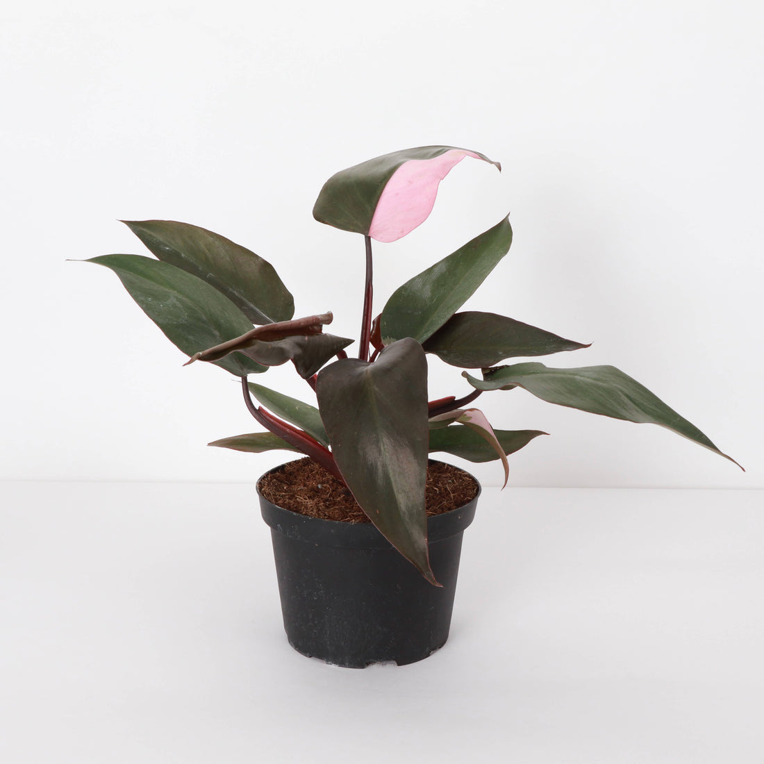 Pink Princess Philodendron 4&quot; Rare Plant (Philodendron erubescens)