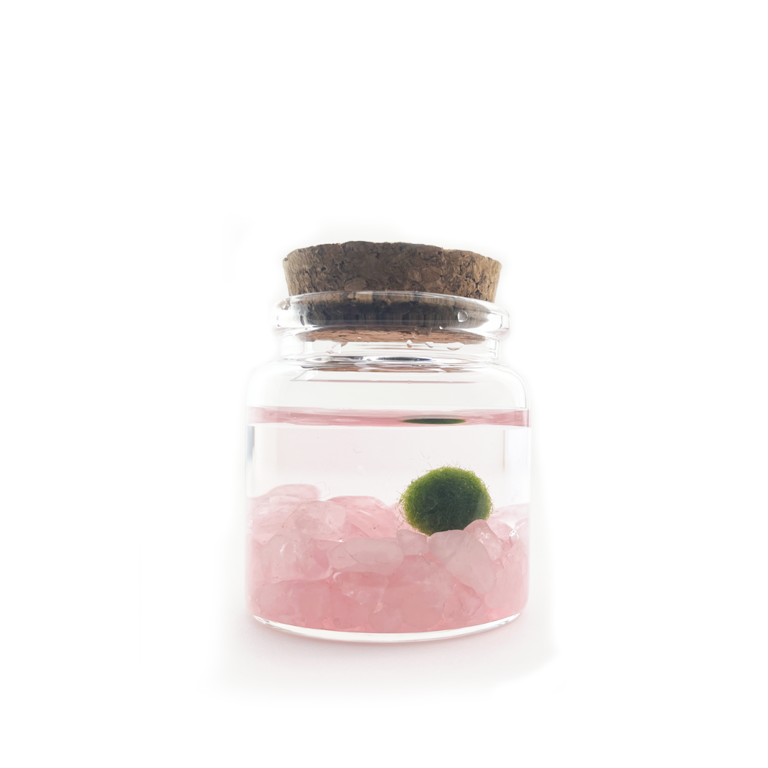 Rose Quartz Marimo Moss Ball Terrarium, 2&quot;