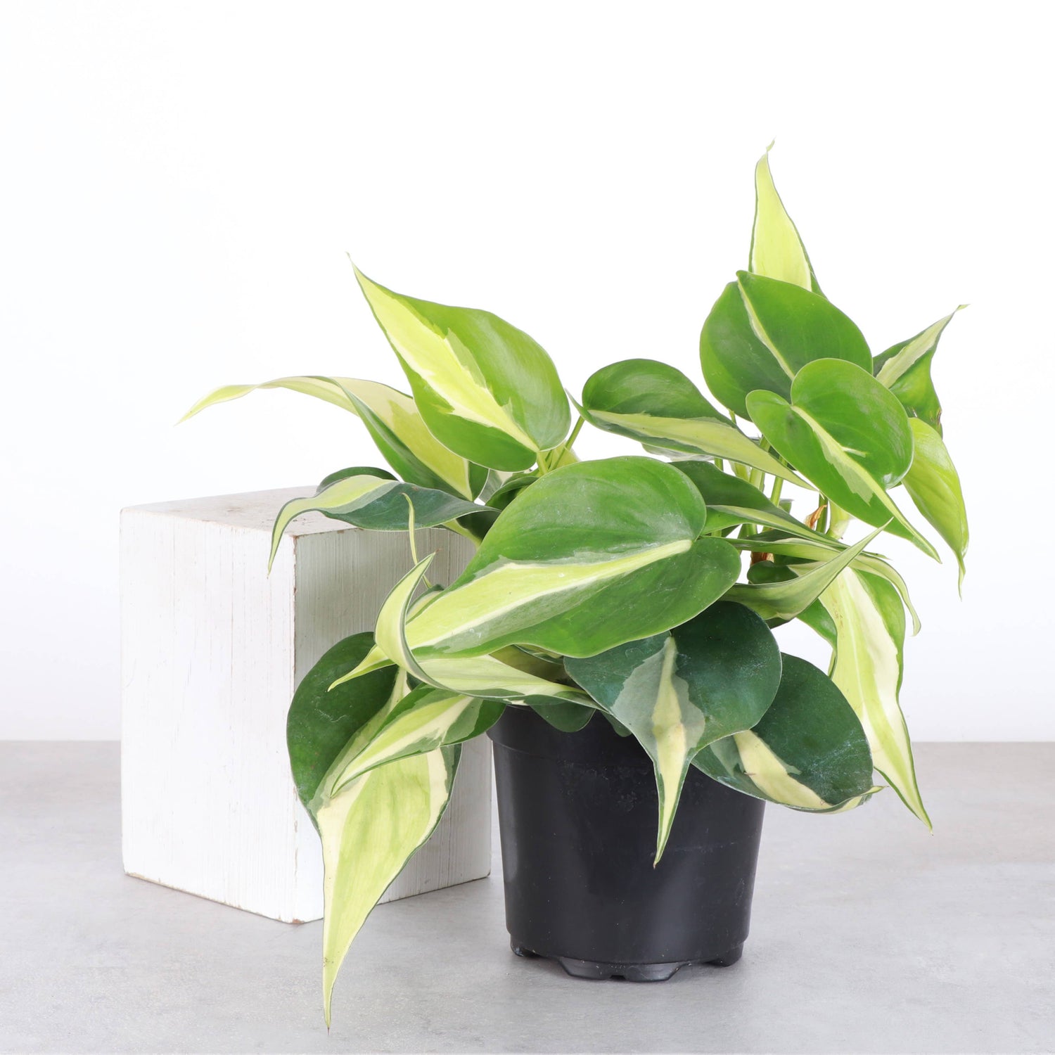 Silver Stripe Philodendron 4&quot; Rare Plant (Philodendron hederaceum)