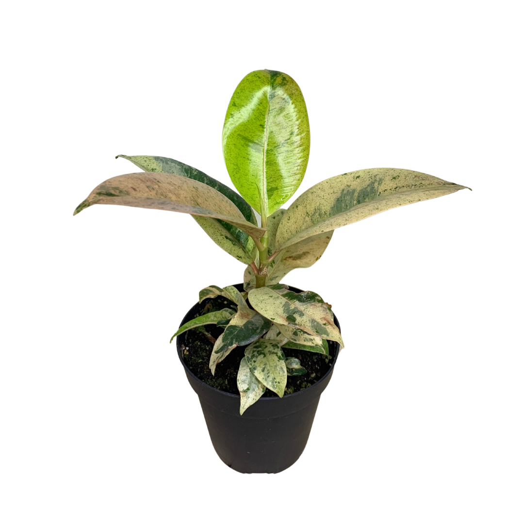 Ficus Shivereana &