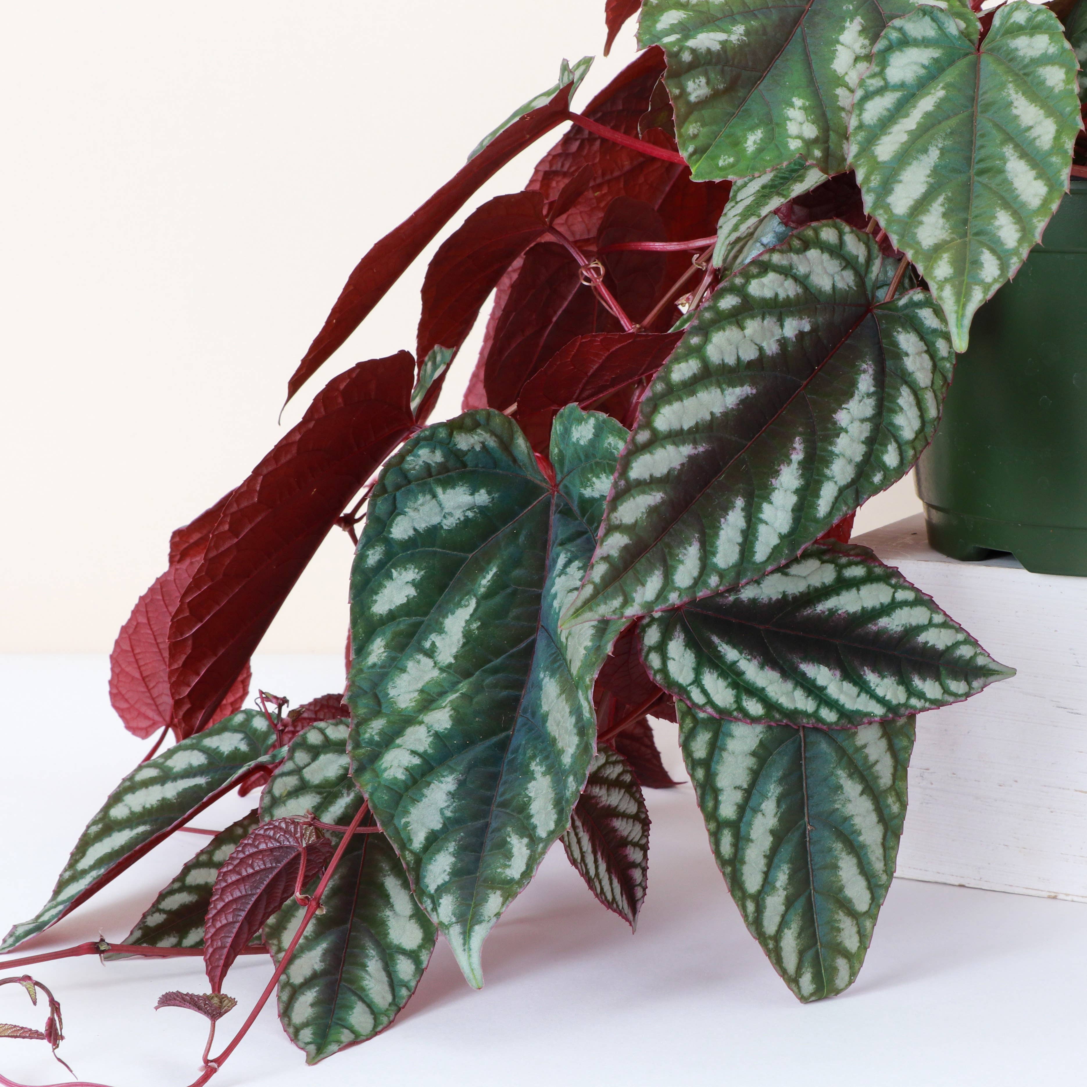 Rex Begonia Vine (Cissus Discolor) 4&quot; Rare Plant