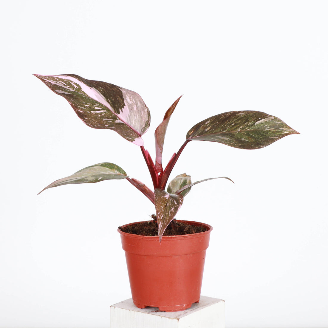 Philodendron Pink Naomi 4&quot; Rare Plant (Philodendron erubescens)