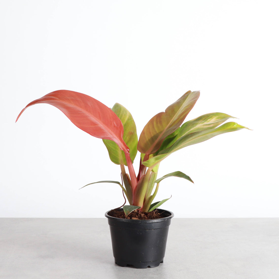 Philodendron Red Sun Rare 4&quot; Plant (Philodendron selloum ‘Sun Red’)