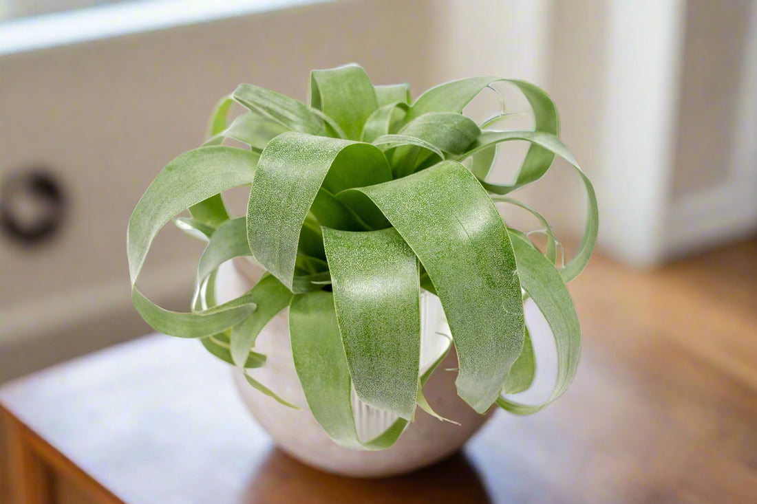 Tillandsia Samantha (T. mooreana X kalmbacheri) Rare Air Plant