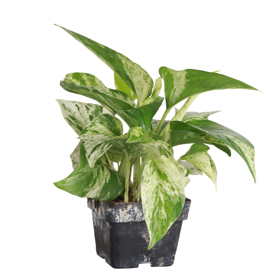 Marble Queen Pothos Plant (Epipremnum Aureum)