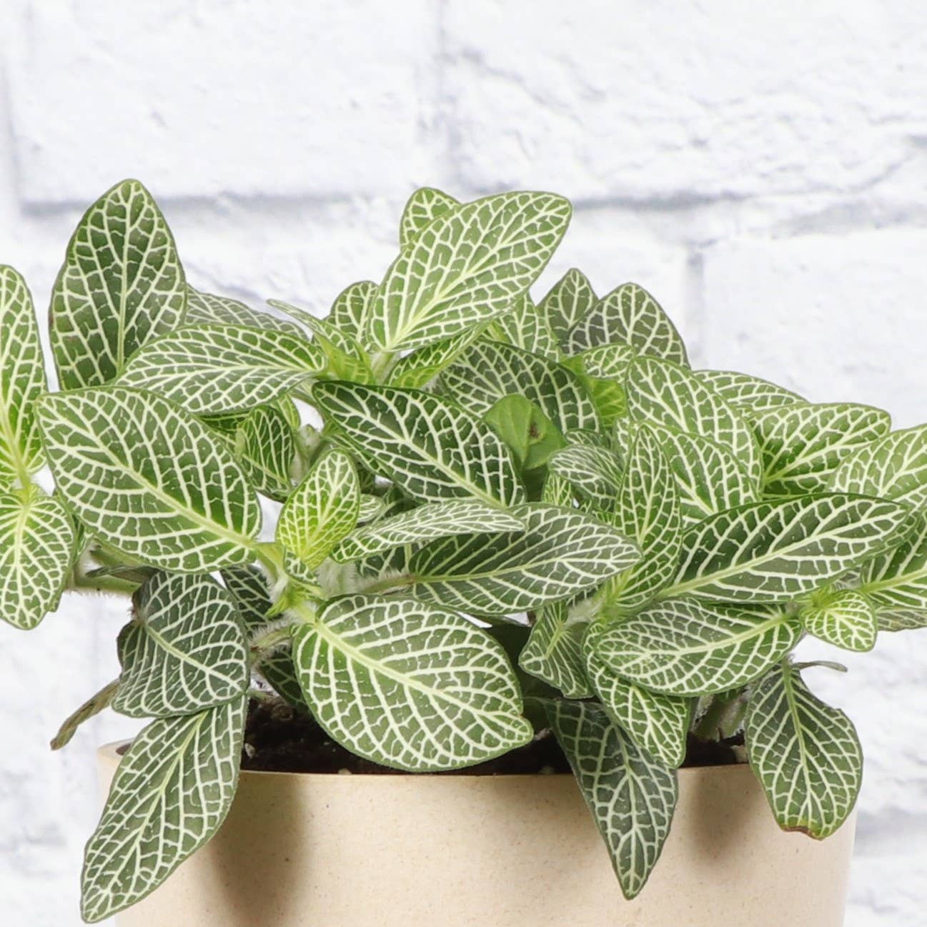 Nerve Plant Collection (Fittonia albivenis)