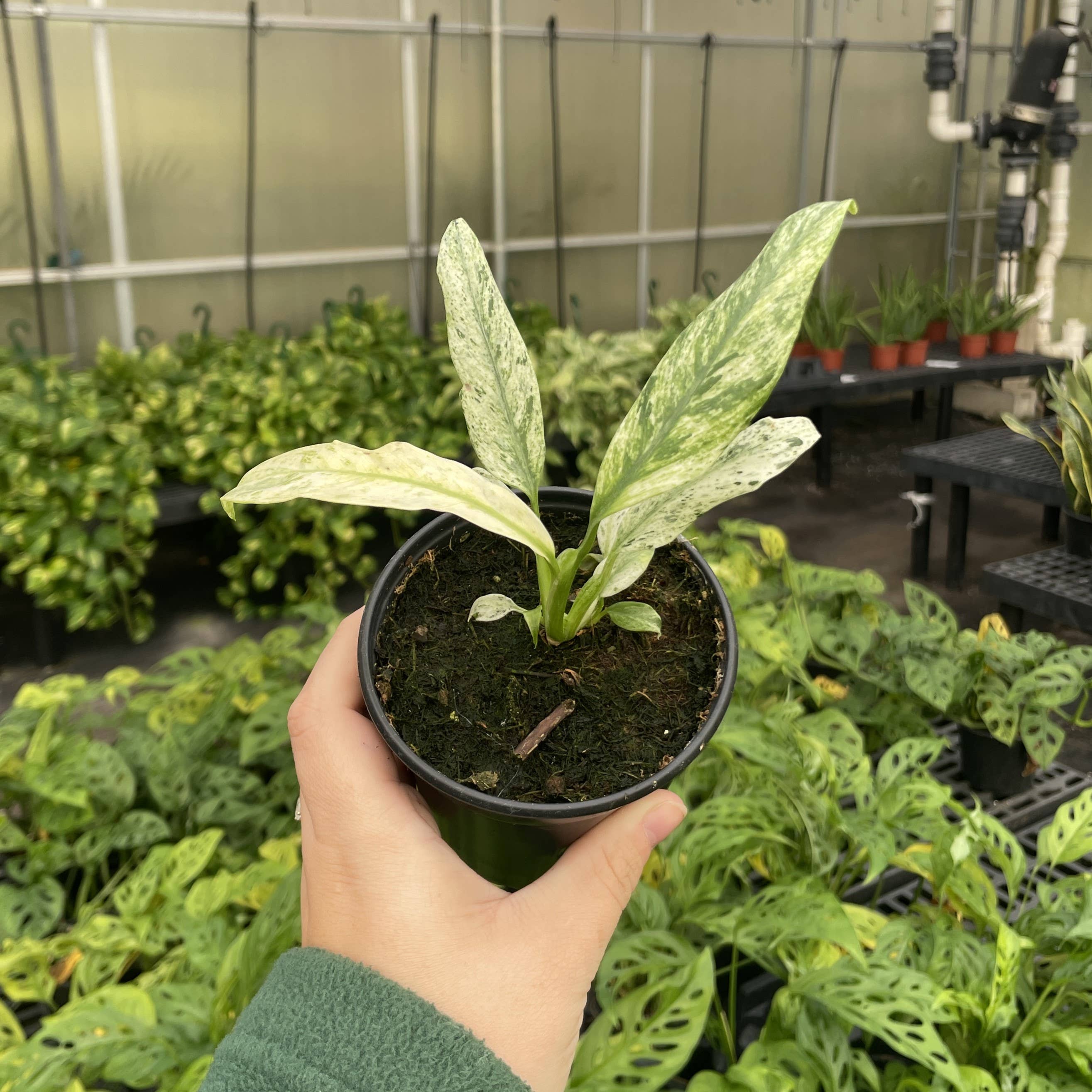 Epipremnum Giganteum Variegata 4&quot; Rare Plant