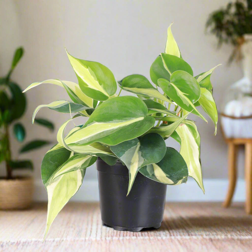 Silver Stripe Philodendron 4&quot; Rare Plant (Philodendron hederaceum)