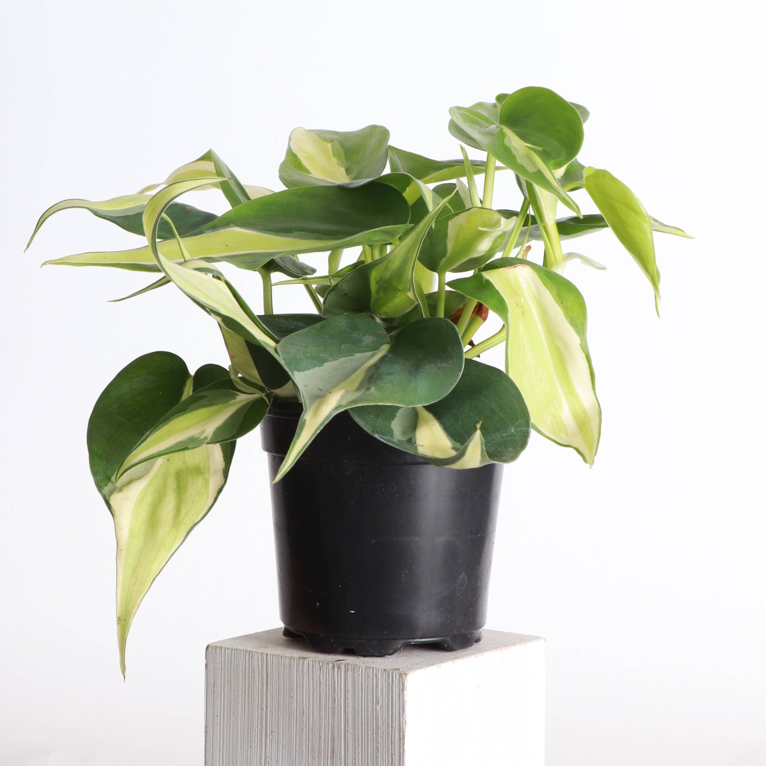 Silver Stripe Philodendron 4&quot; Rare Plant (Philodendron hederaceum)