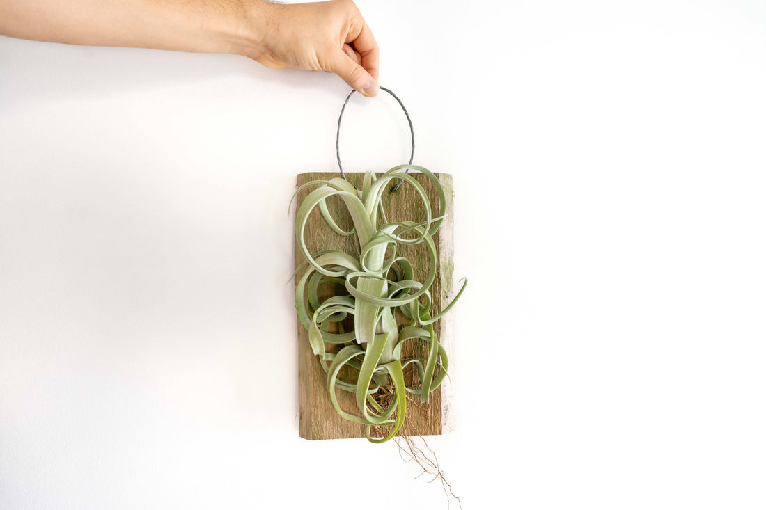 Tillandsia Curly Slim Air Plant Mounted on Natural Cedar Plank