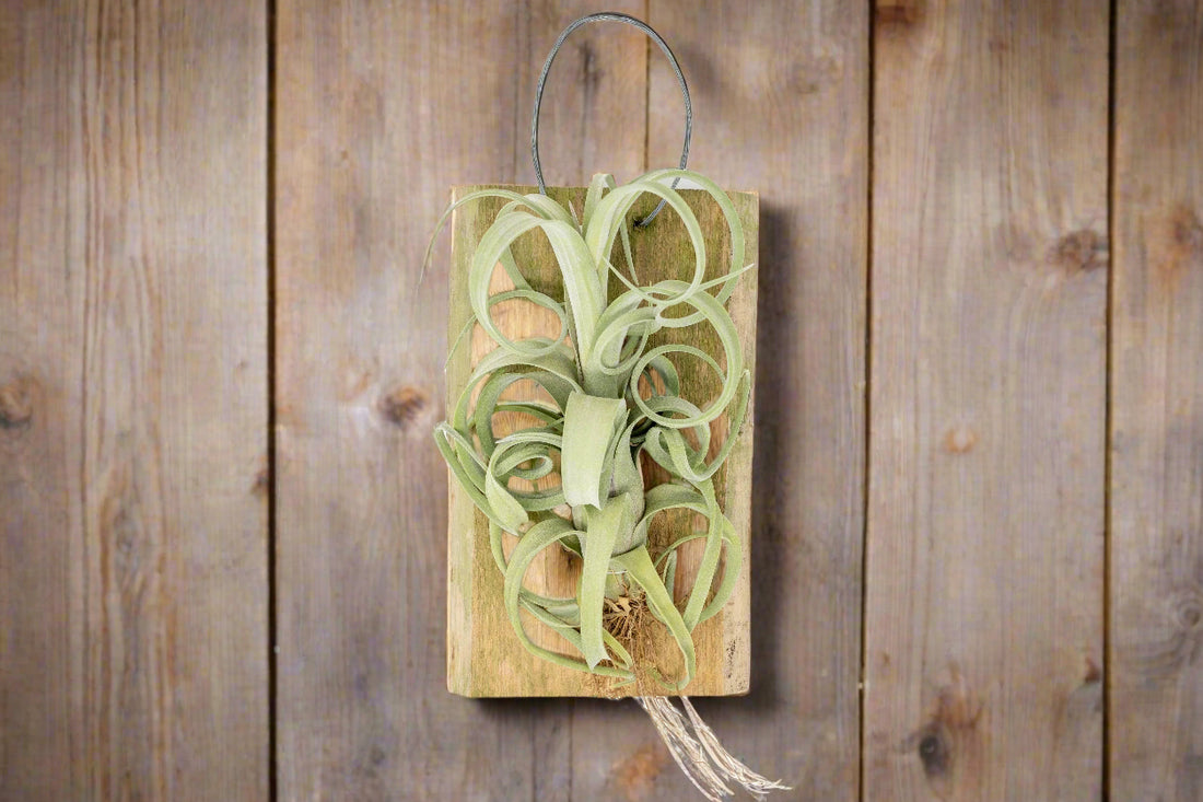 Tillandsia Curly Slim Air Plant Mounted on Natural Cedar Plank