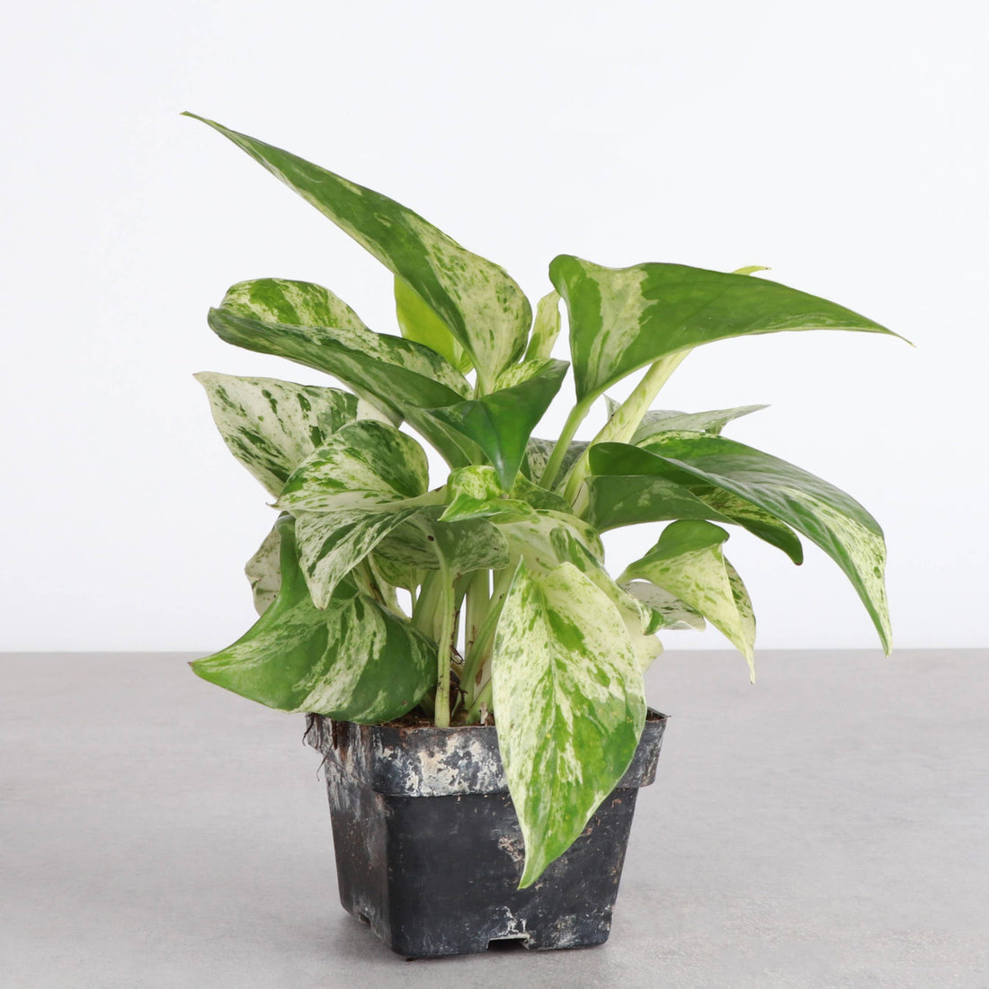 Marble Queen Pothos Plant (Epipremnum Aureum)