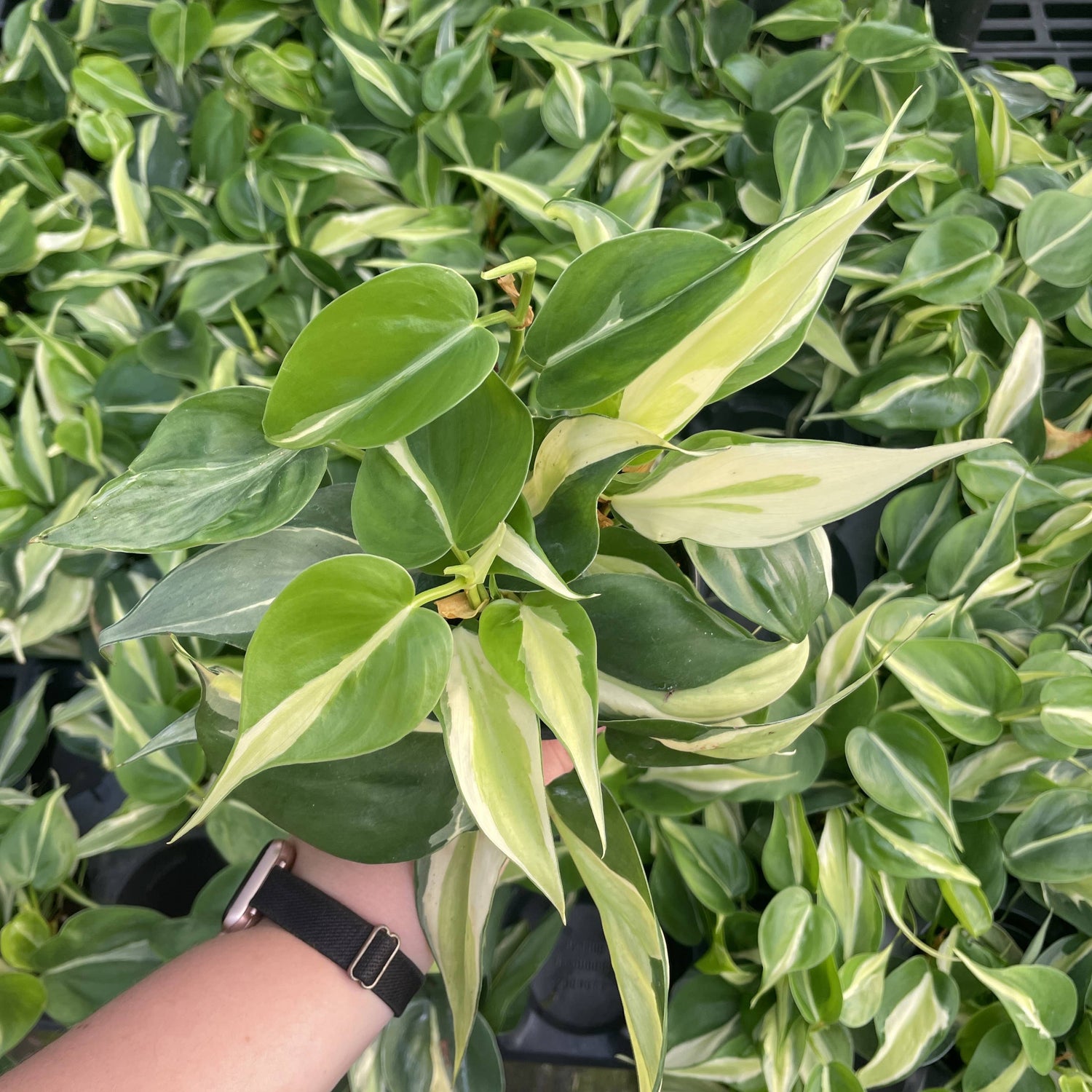 Silver Stripe Philodendron 4&quot; Rare Plant (Philodendron hederaceum)