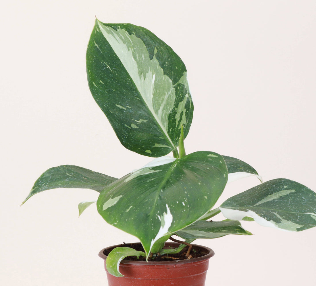 Philodendron White Wizard 4&quot; Rare Plant (Philodendron erubescens)