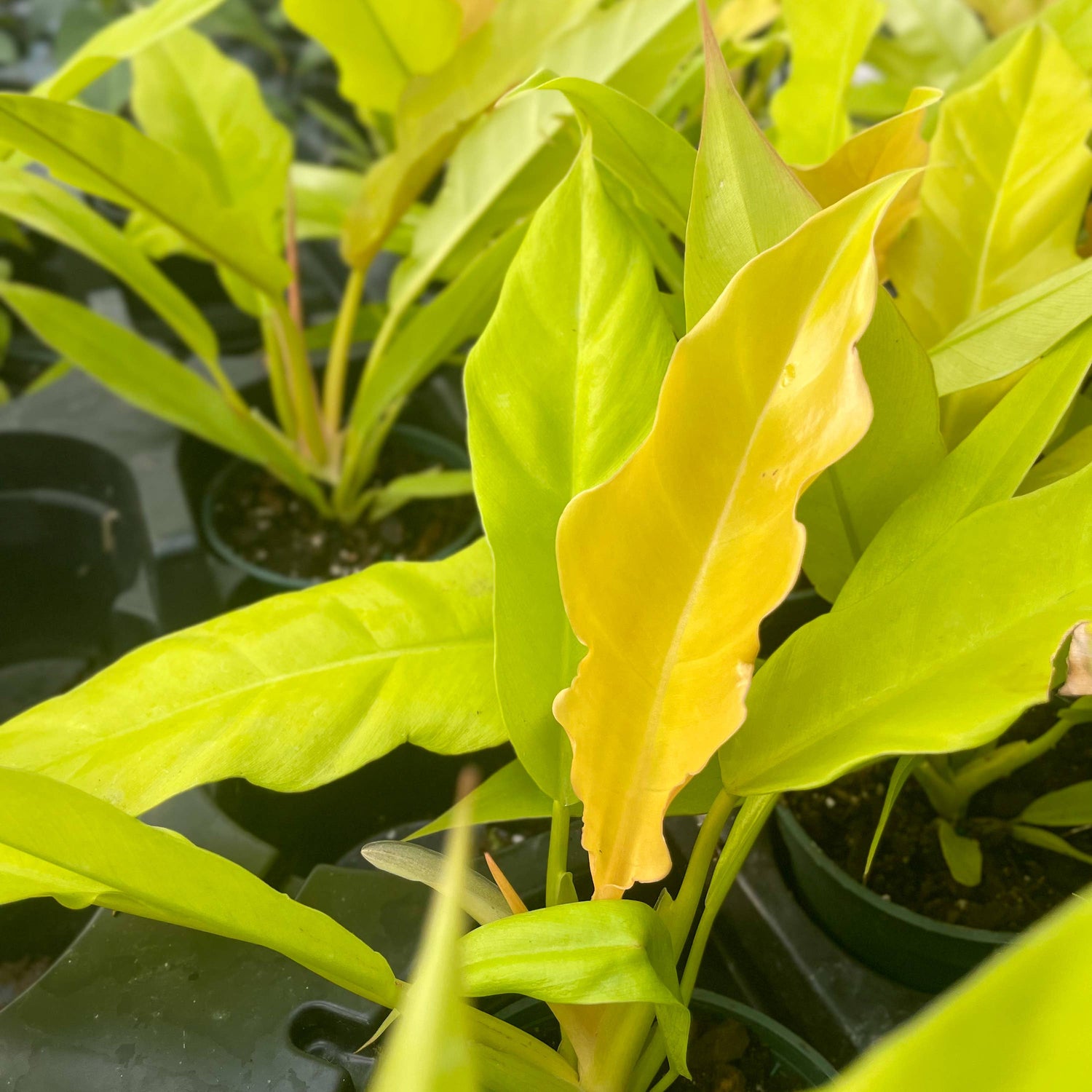 Golden Crocodile 4&quot; Philodendron Rare Plant (Philodendron pinnatifidum)