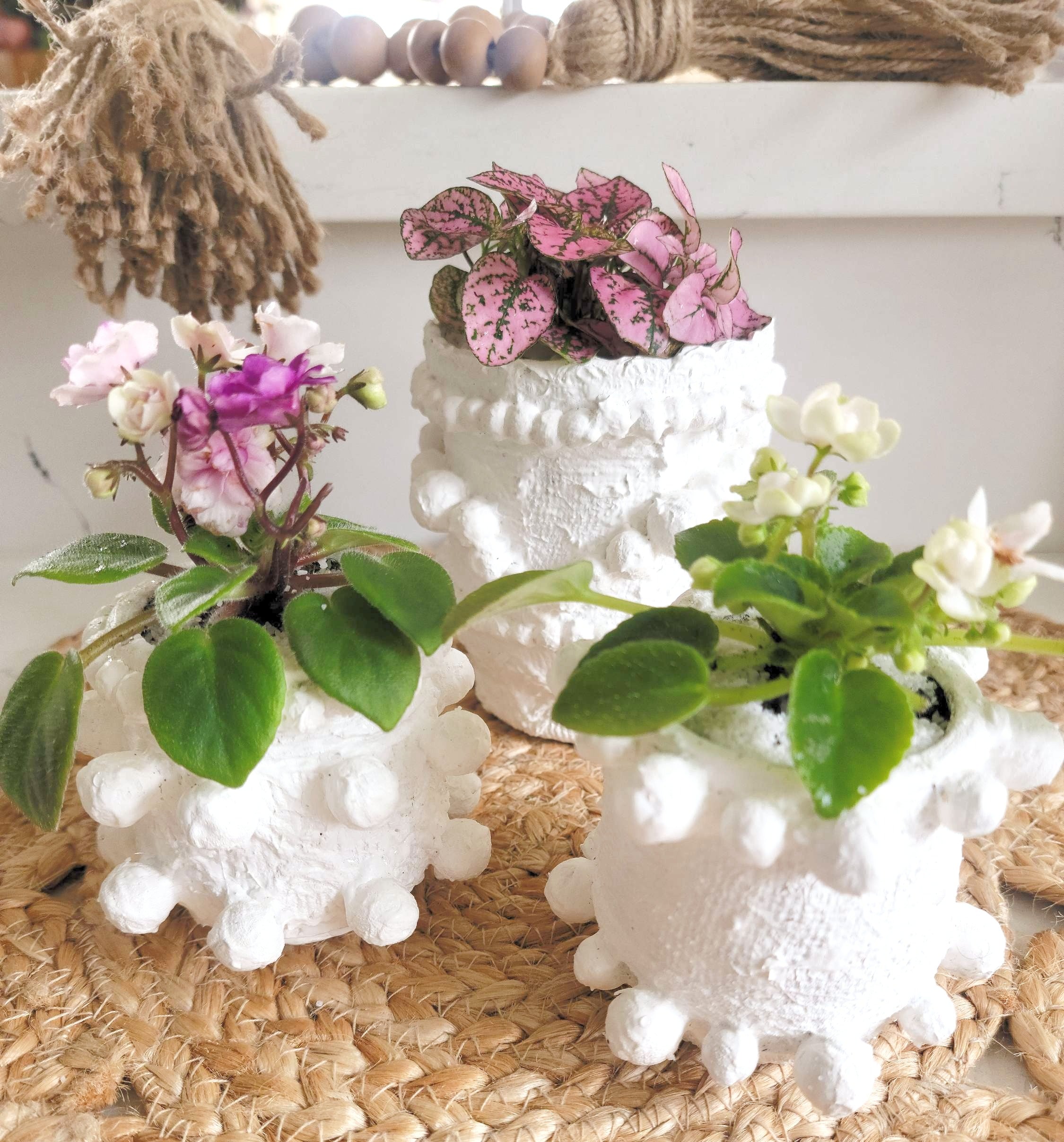 African Violets are elegant, low-maintenance houseplants with velvety leaves and vibrant blooms in purple, pink, or white. Perfect for small spaces, they thrive in bright, indirect light and moderate humidity. Pet-safe and easy to care for, these charming plants bloom year-round with minimal effort.