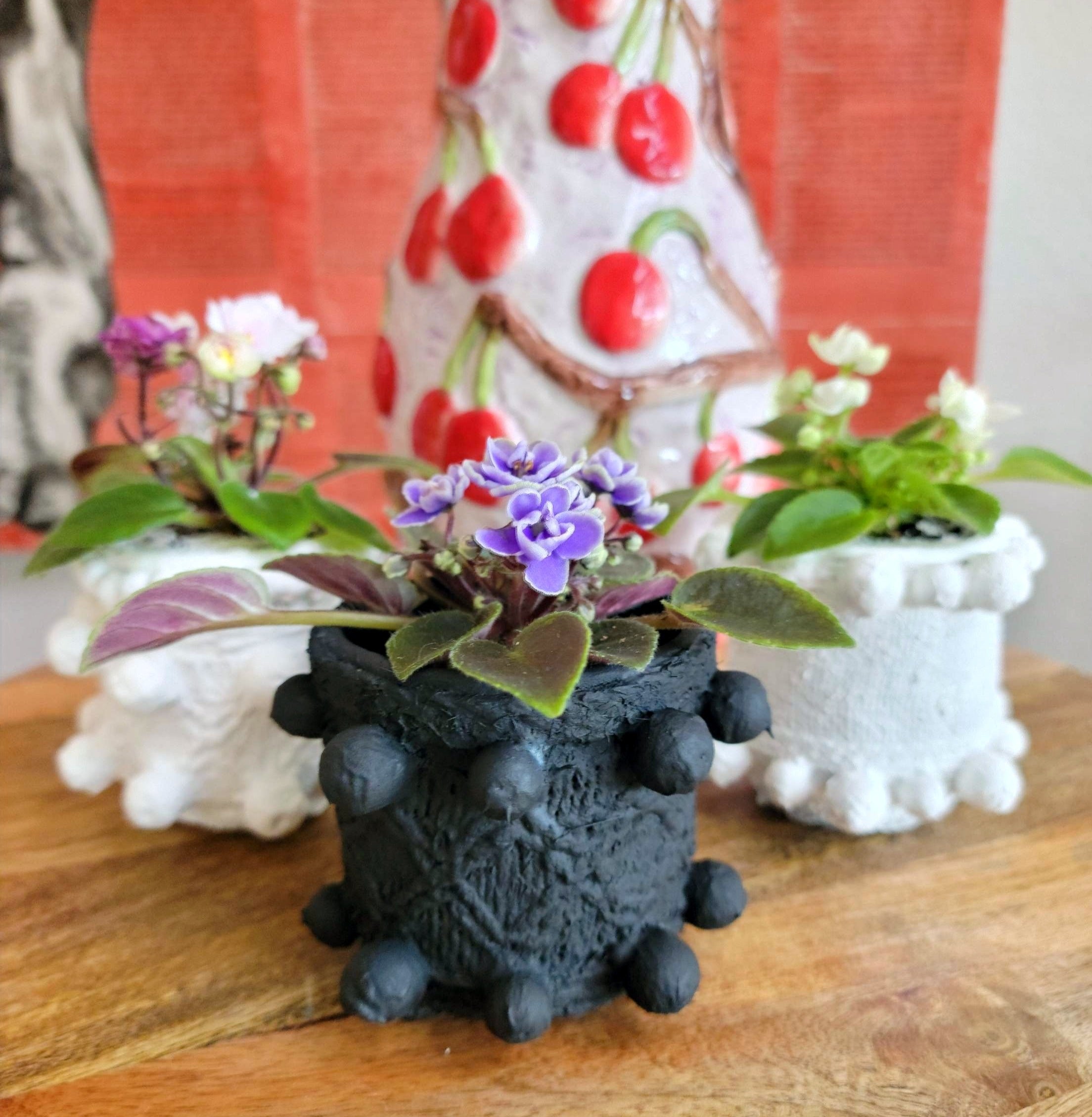 African Violets are elegant, low-maintenance houseplants with velvety leaves and vibrant blooms in purple, pink, or white. Perfect for small spaces, they thrive in bright, indirect light and moderate humidity. Pet-safe and easy to care for, these charming plants bloom year-round with minimal effort.