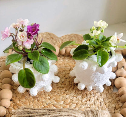 African Violets are elegant, low-maintenance houseplants with velvety leaves and vibrant blooms in purple, pink, or white. Perfect for small spaces, they thrive in bright, indirect light and moderate humidity. Pet-safe and easy to care for, these charming plants bloom year-round with minimal effort.