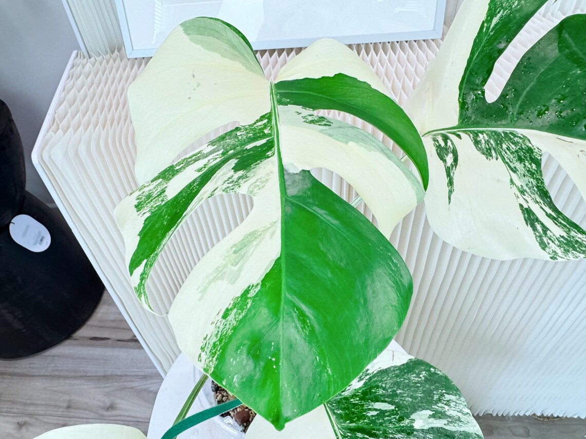 Monstera delisioca ‘Albo-Variegata&