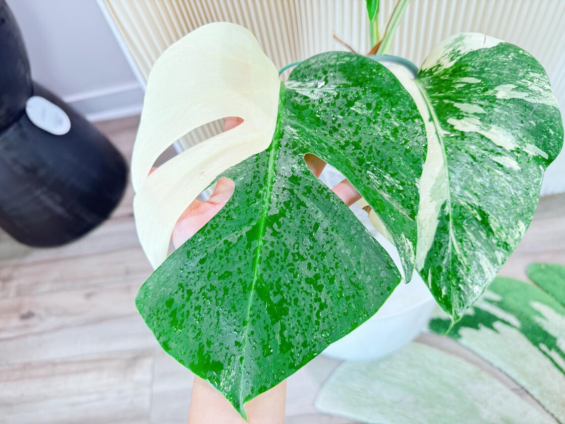 Monstera delisioca ‘Albo-Variegata&