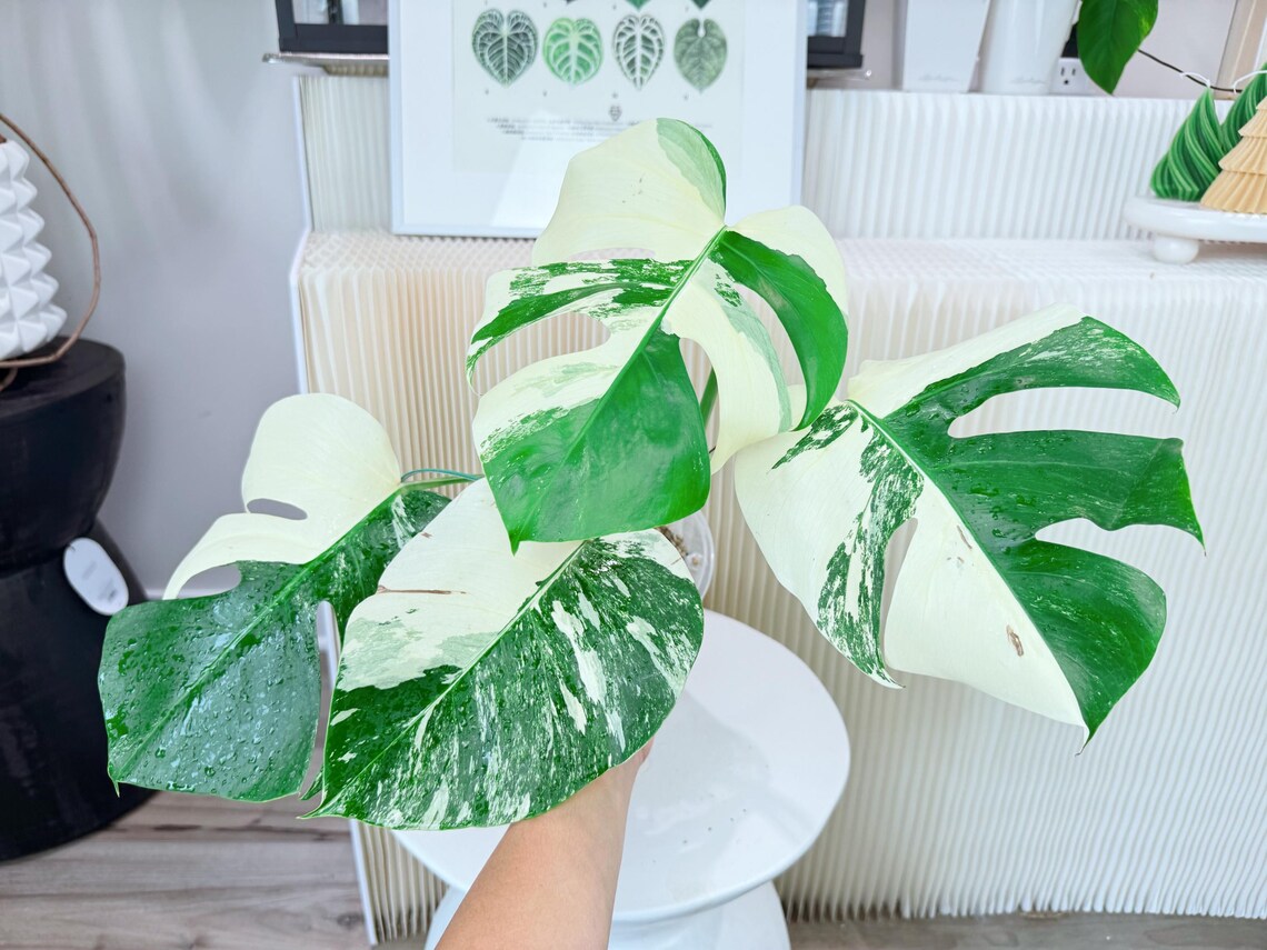 Monstera delisioca ‘Albo-Variegata&