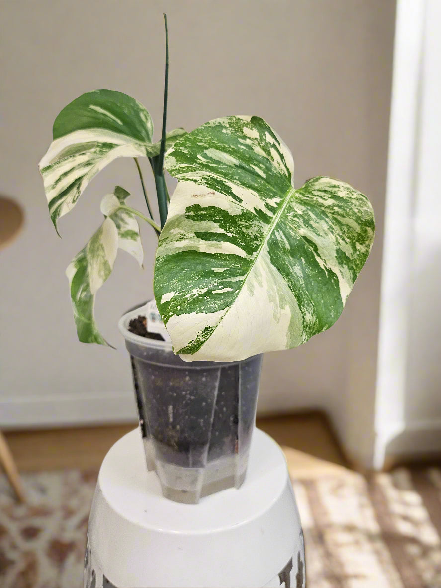 The Monstera Deliciosa Thai Constellation is a rare, highly coveted plant known for its stunning white and cream variegated leaves. Thriving in medium to bright indirect light, this easy-care beauty adds elegance to any space. Each unique leaf has heart-shaped patterns, and brighter light boosts variegation.