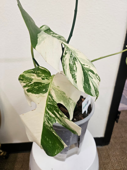 The Monstera Deliciosa Thai Constellation is a rare, highly coveted plant known for its stunning white and cream variegated leaves. Thriving in medium to bright indirect light, this easy-care beauty adds elegance to any space. Each unique leaf has heart-shaped patterns, and brighter light boosts variegation.