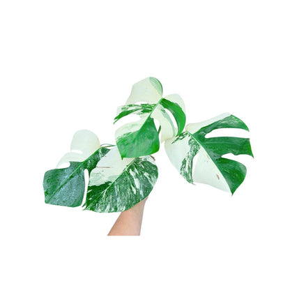 Monstera delisioca ‘Albo-Variegata&