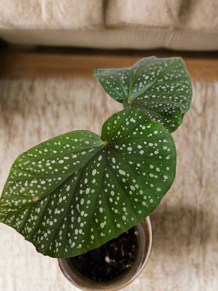 The Angel Wing Begonia (Begonia coccinea) is a tropical beauty with glossy, wing-shaped leaves adorned with silver speckles and blooms in pink to red hues. Thriving in bright, indirect light with moderate care, it’s perfect for adding elegance and vibrant charm to any indoor space. Toxic to pets