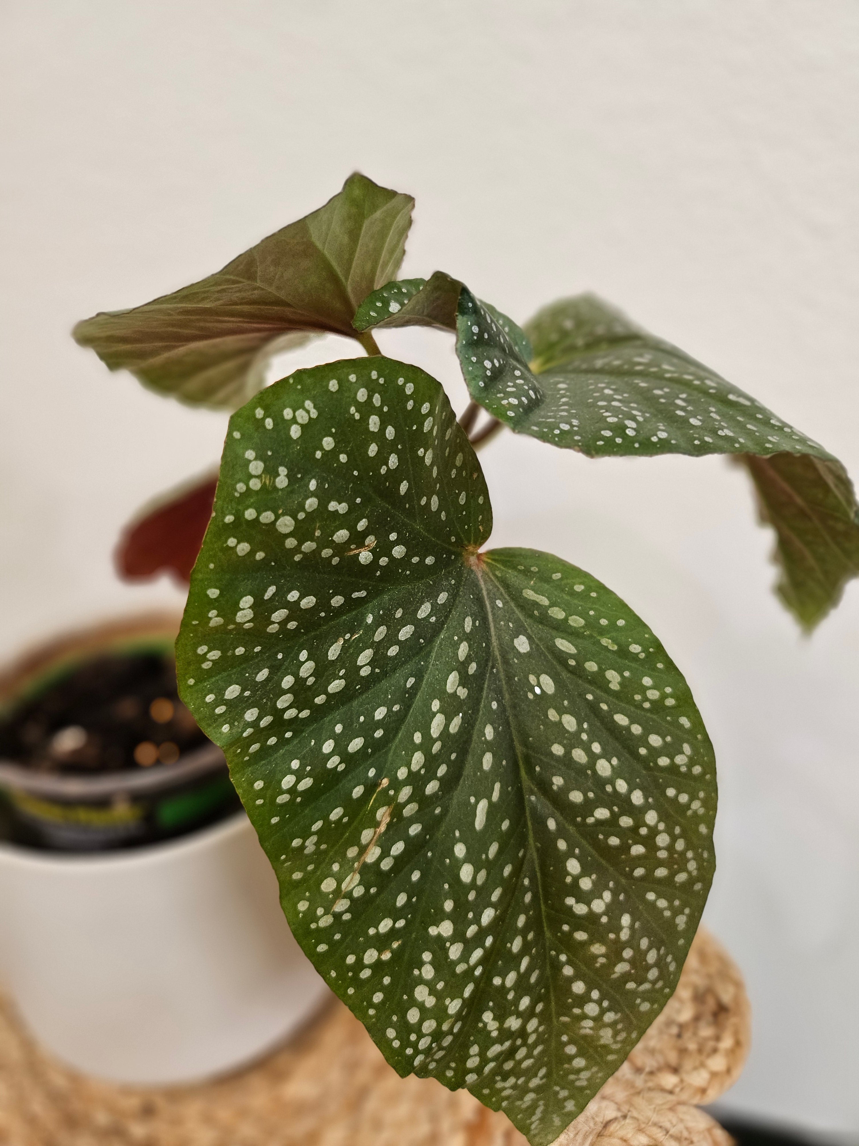 The Angel Wing Begonia (Begonia coccinea) is a tropical beauty with glossy, wing-shaped leaves adorned with silver speckles and blooms in pink to red hues. Thriving in bright, indirect light with moderate care, it’s perfect for adding elegance and vibrant charm to any indoor space. Toxic to pets