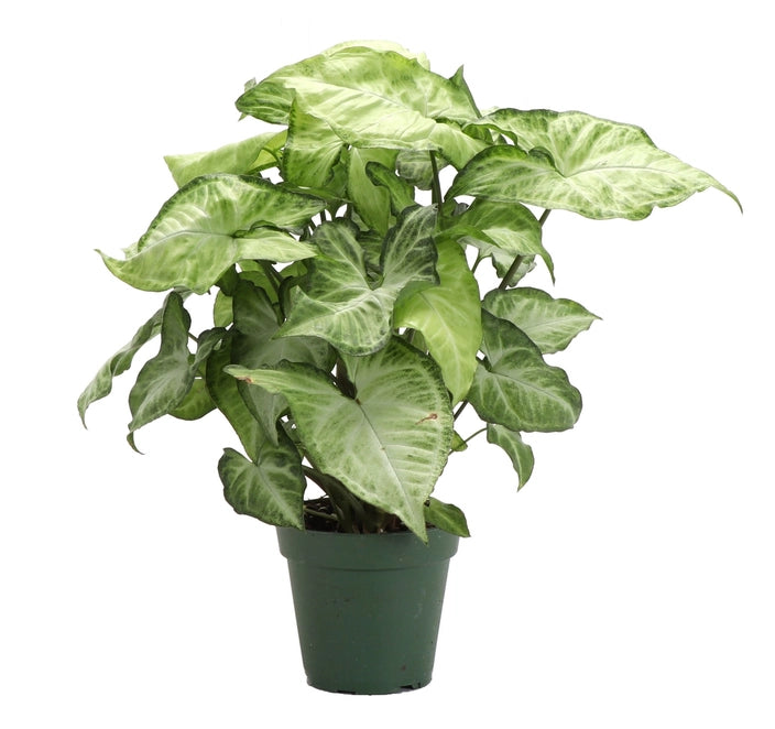 Butterfly Plant, Arrowhead Plant (Syngonium)