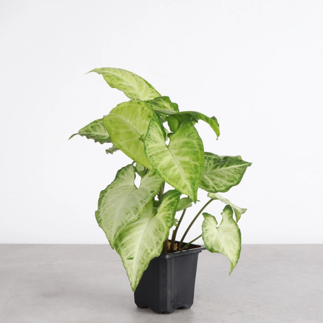 Butterfly Plant, Arrowhead Plant (Syngonium)