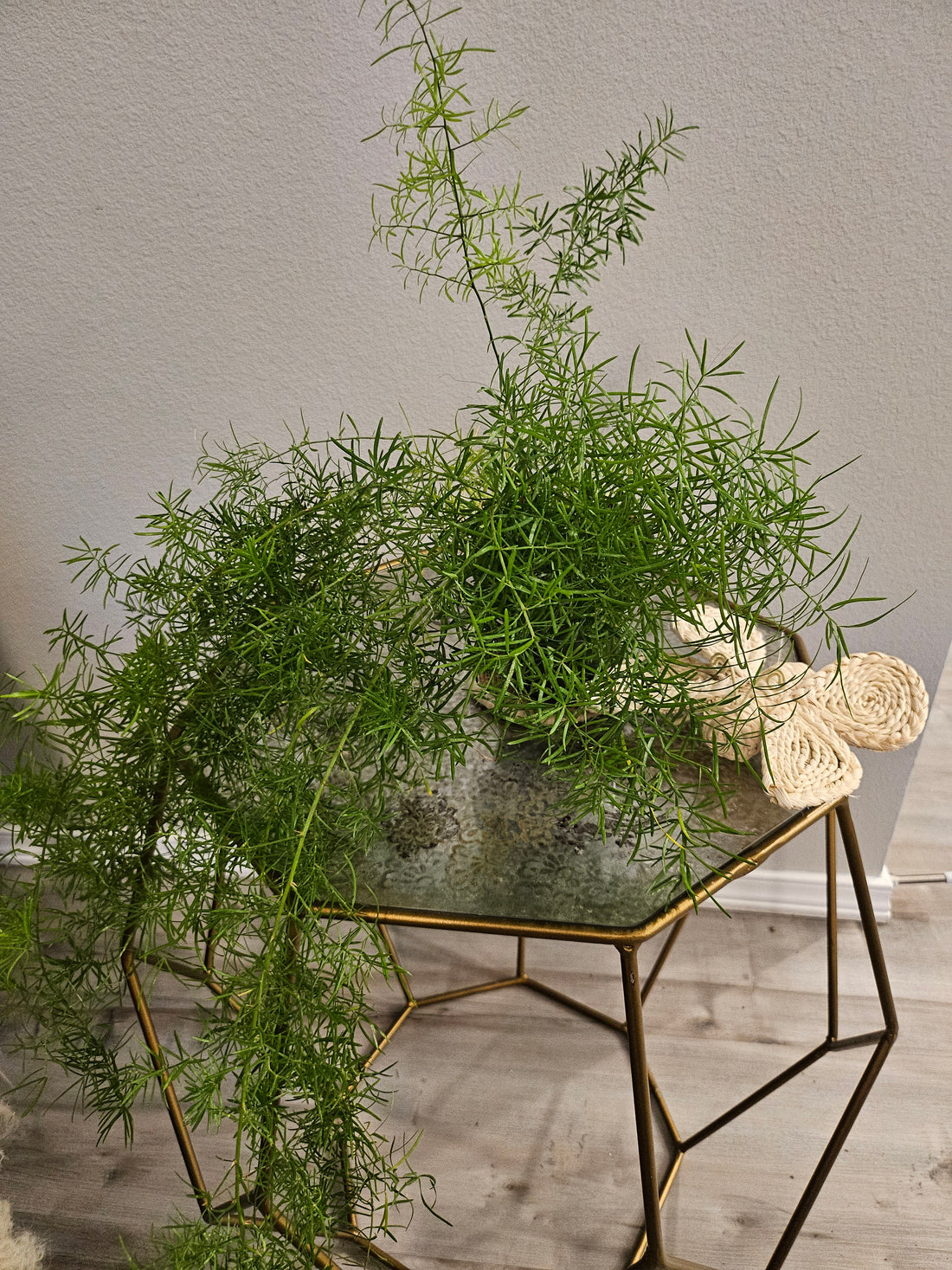 The Asparagus Fern is a vibrant, low-maintenance fern with bright green, wavy leaves and unique crested tips. Thriving in various light conditions, it&