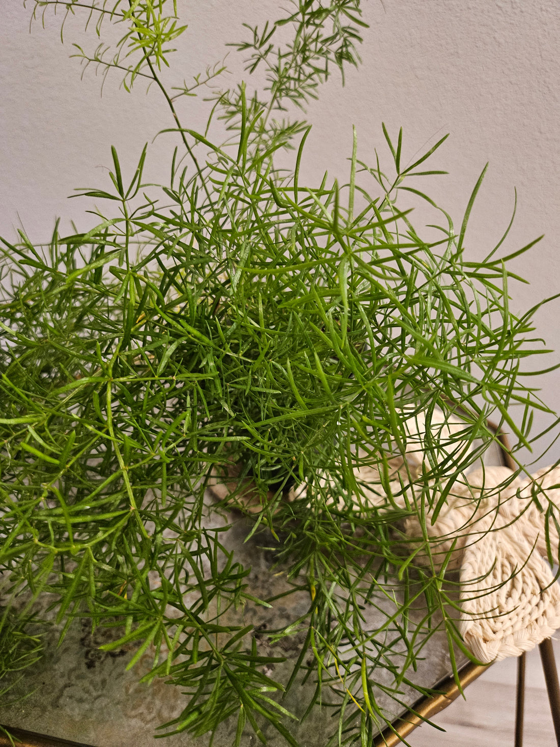 The Asparagus Fern is a vibrant, low-maintenance fern with bright green, wavy leaves and unique crested tips. Thriving in various light conditions, it&